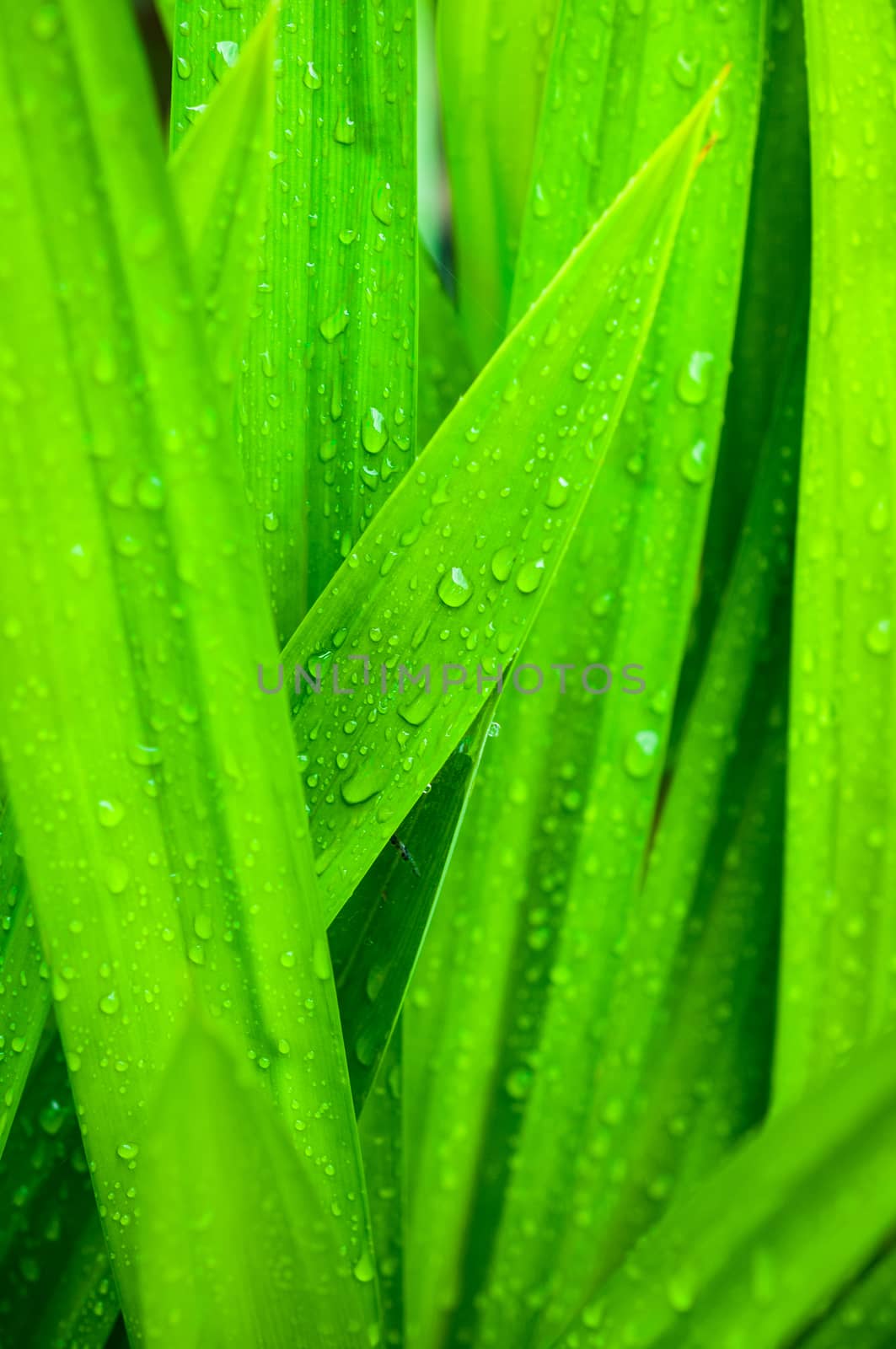 closeup of fresh water drop on pandan leaves