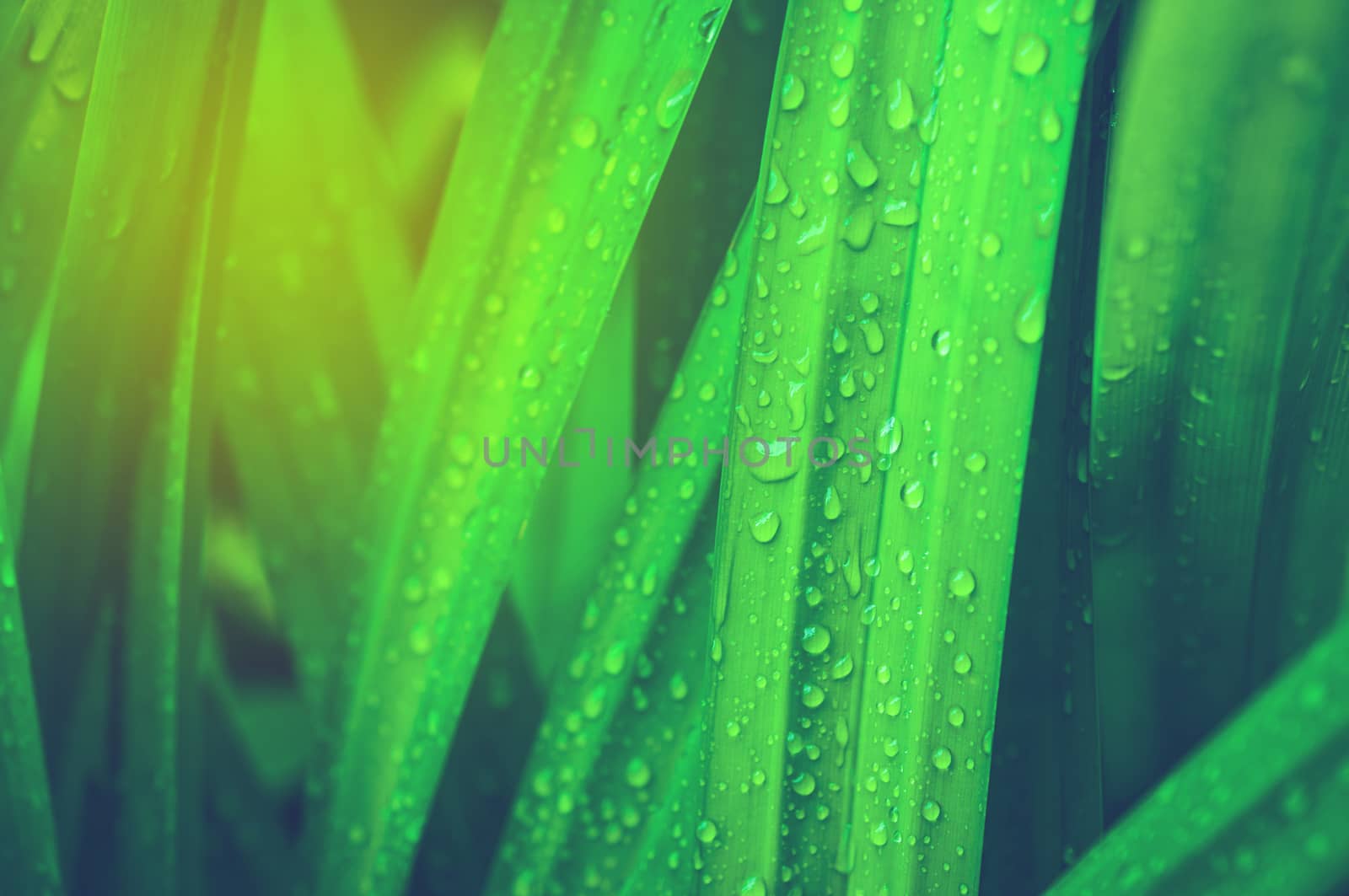 closeup of fresh water drop on pandan leaves