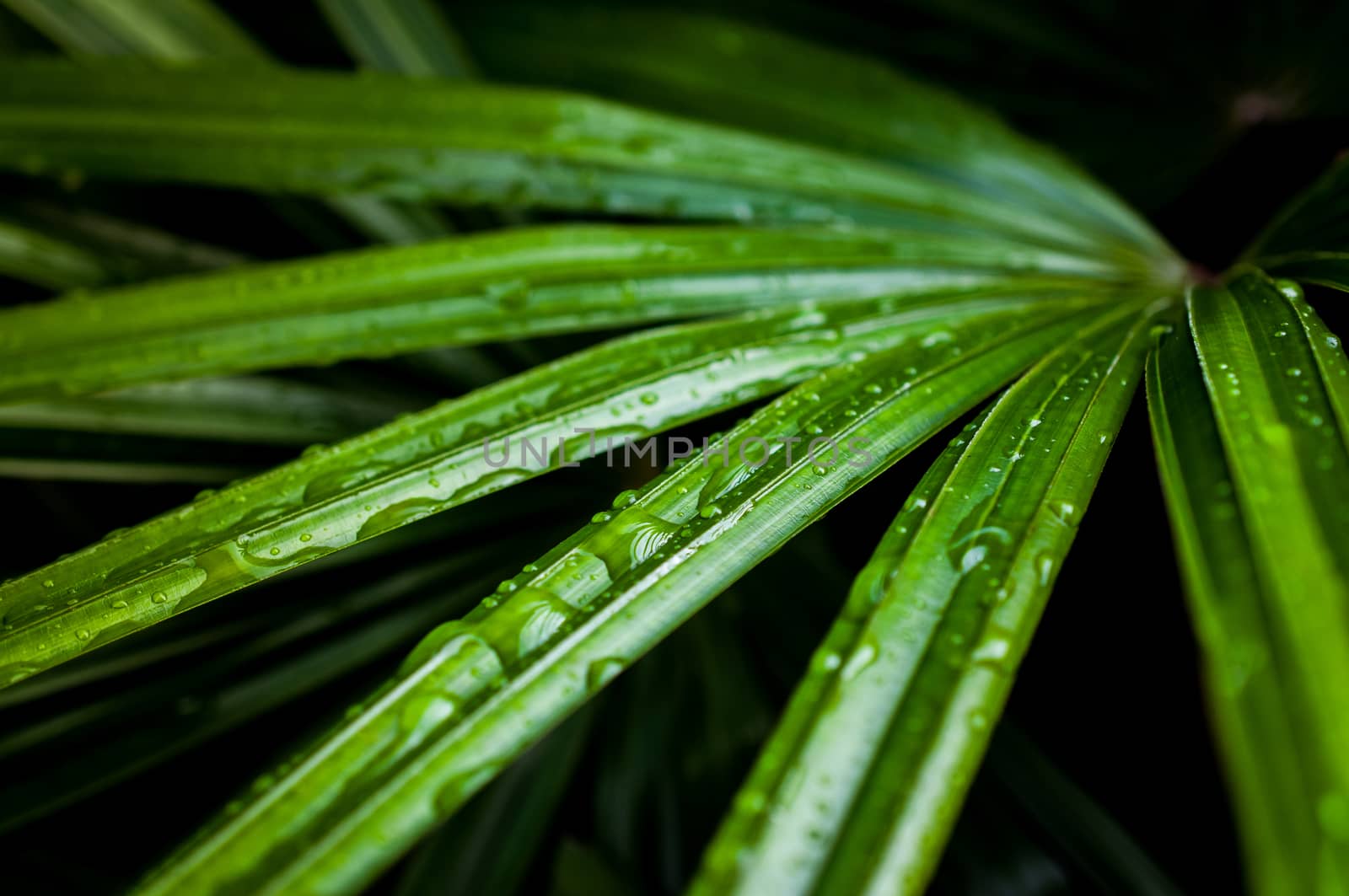 water drop on palm leaf closeup