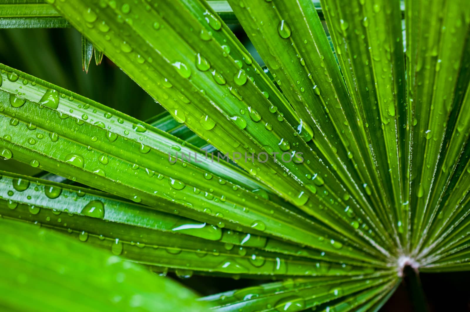 water drop on palm leaf closeup
