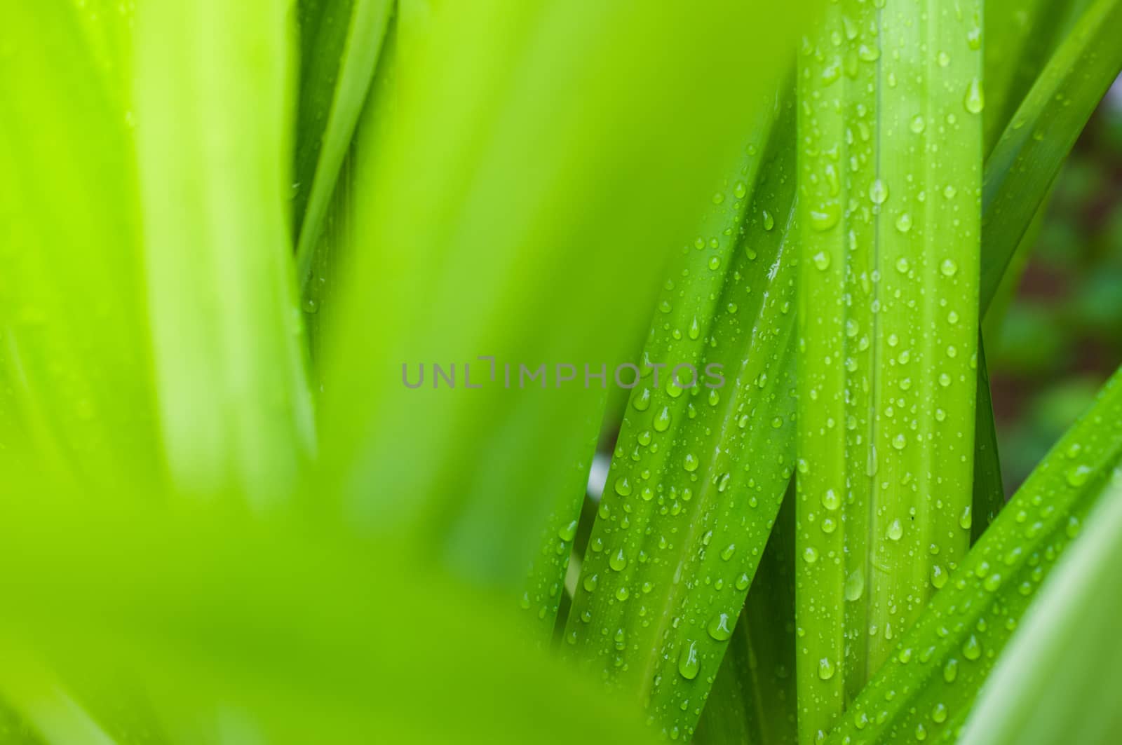 closeup of fresh water drop on pandan leaves