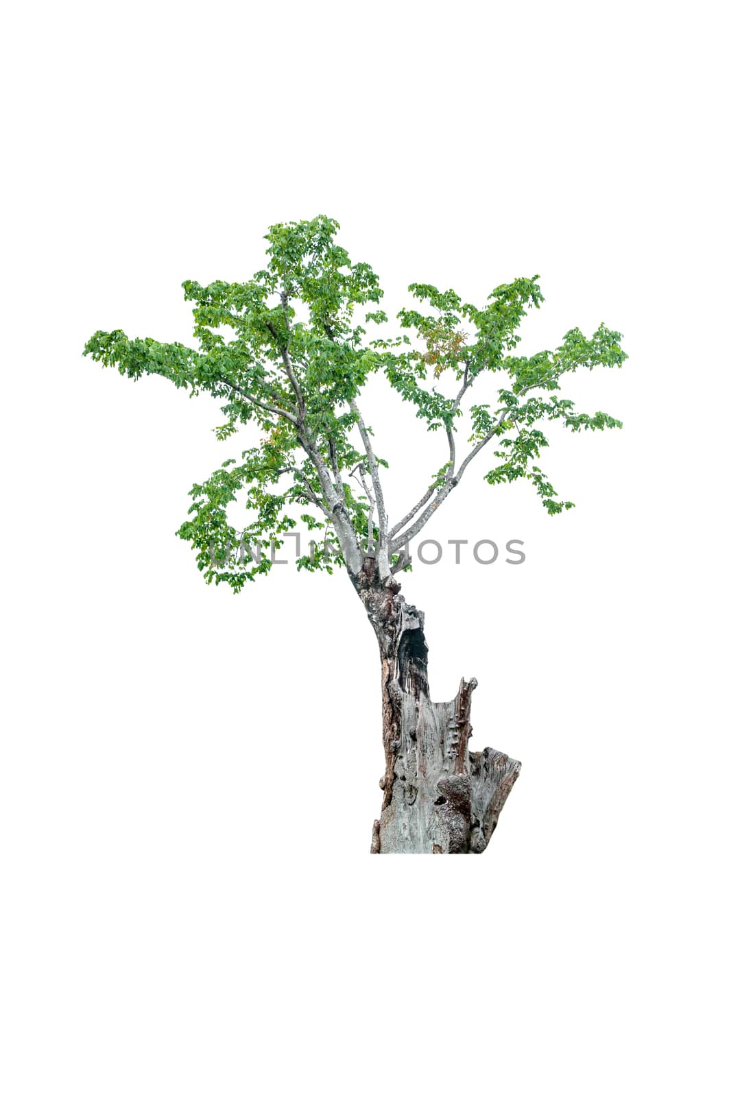 tree isolated on white