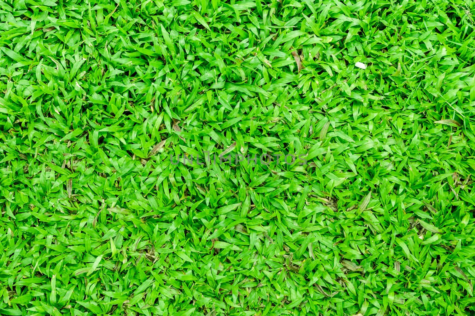 malaysian grass floor background