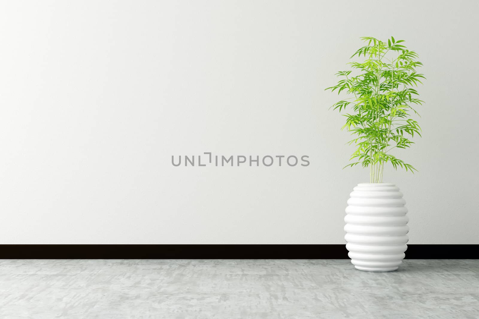 tree pot and white wall interior decorated
