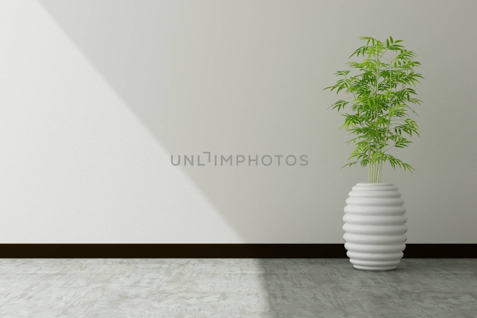 tree pot and white wall interior decorated