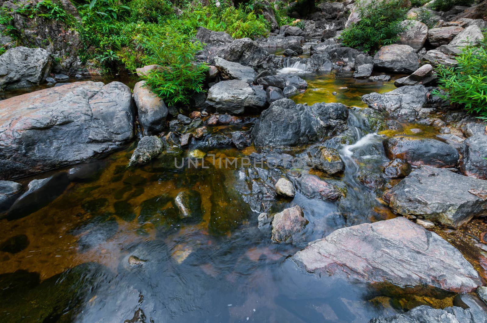 Pond in the forest landscape
