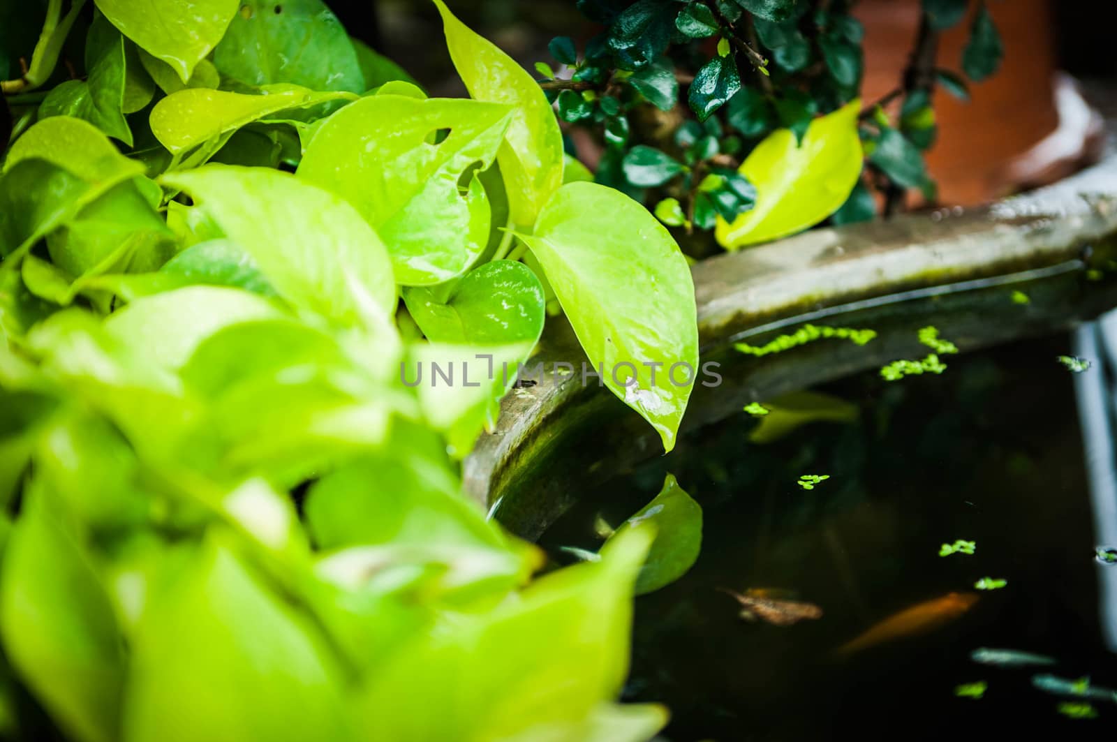 Closeup of green leaf decorated in pond garden