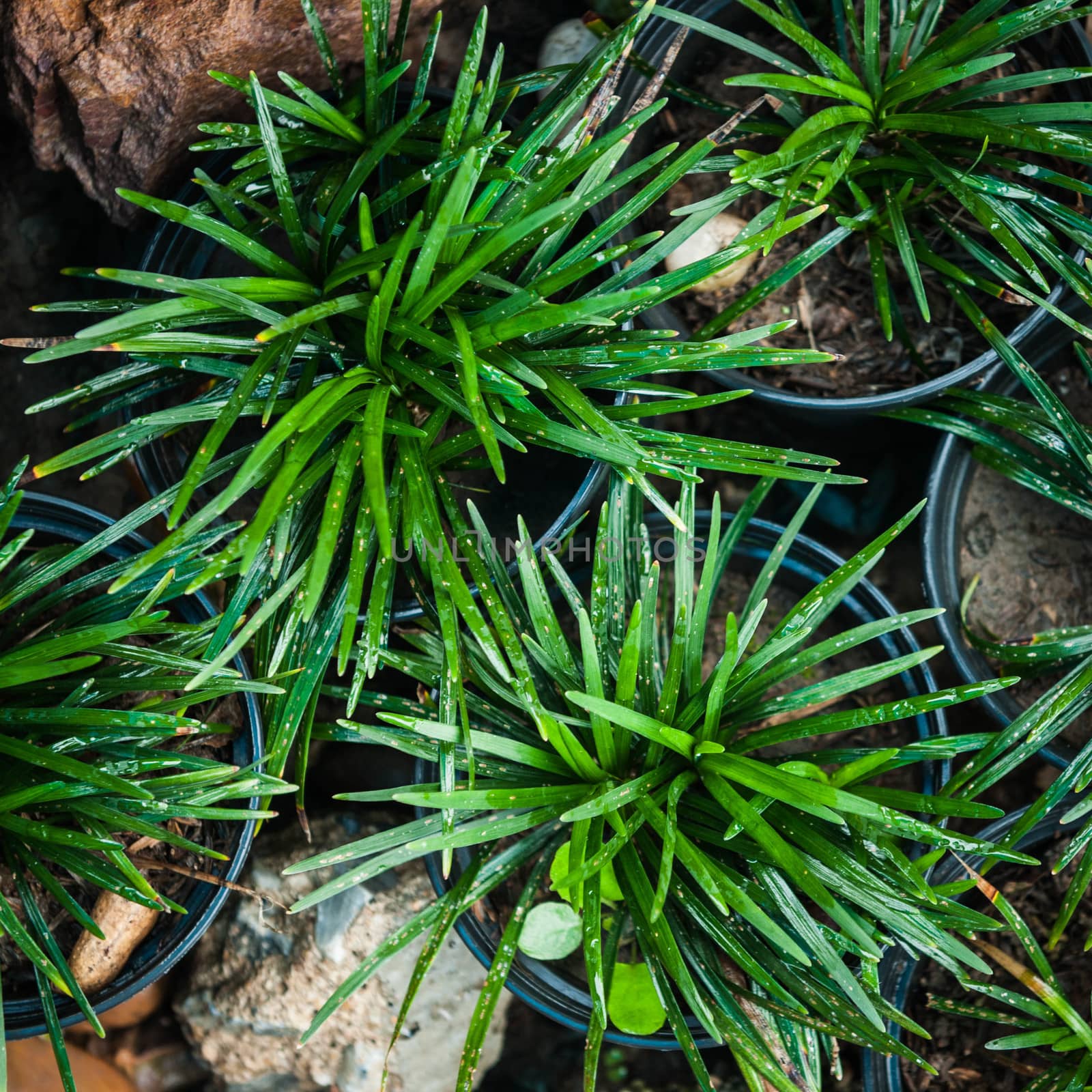 Mini Mondo Grass in garden