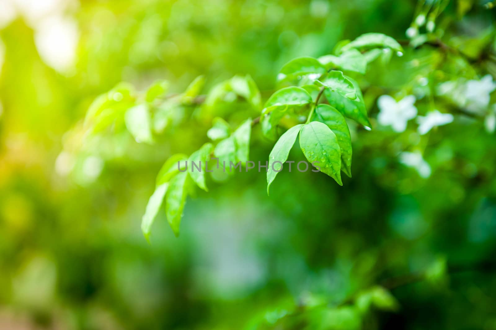 Closeup of water drop on green leaf