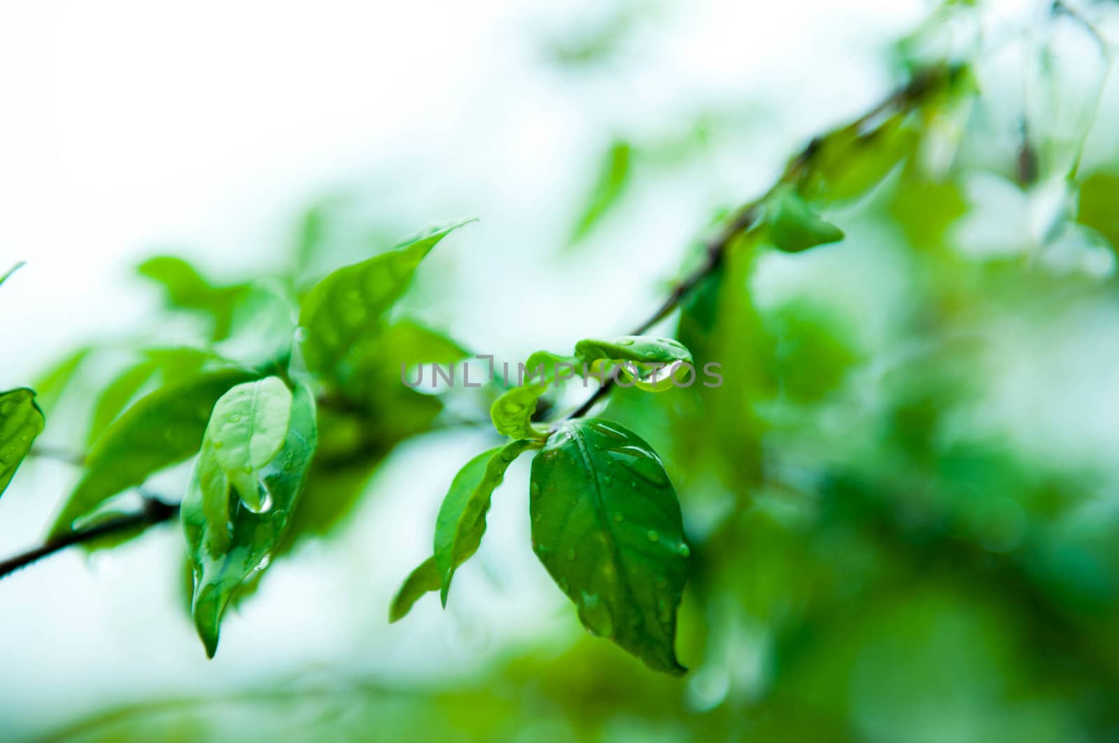Closeup of water drop on green leaf