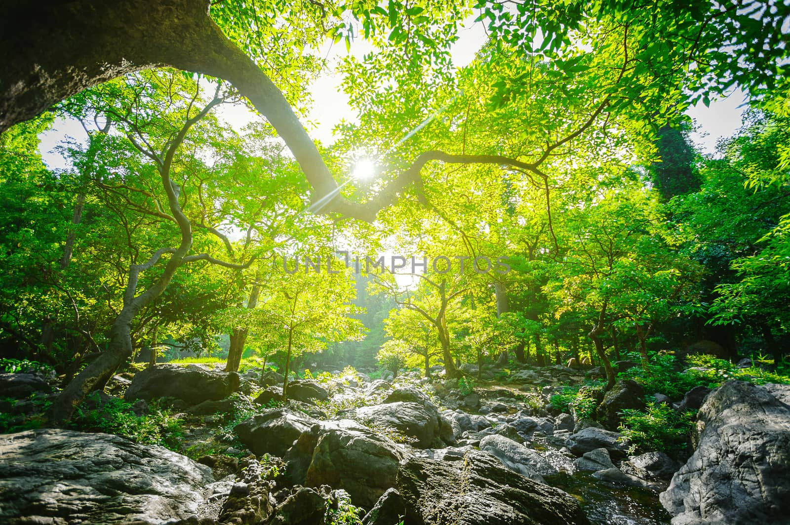 Sunrise and green tree in the forest, natural park landscape