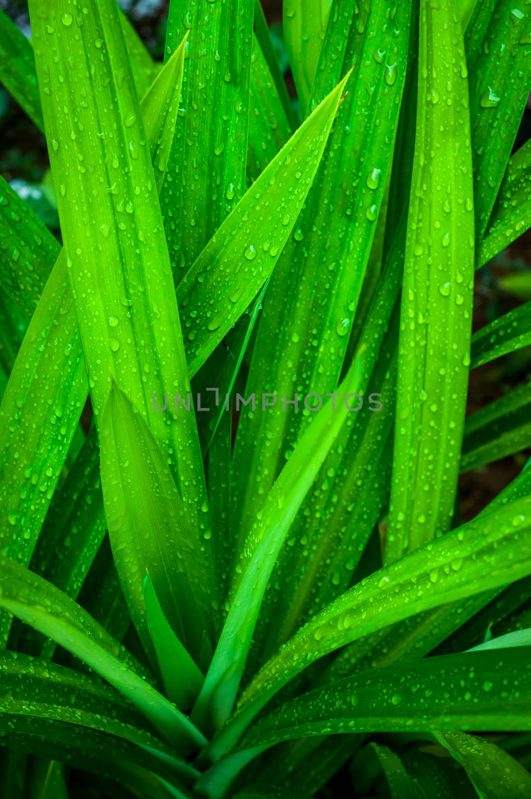 closeup of fresh water drop on pandan leaves