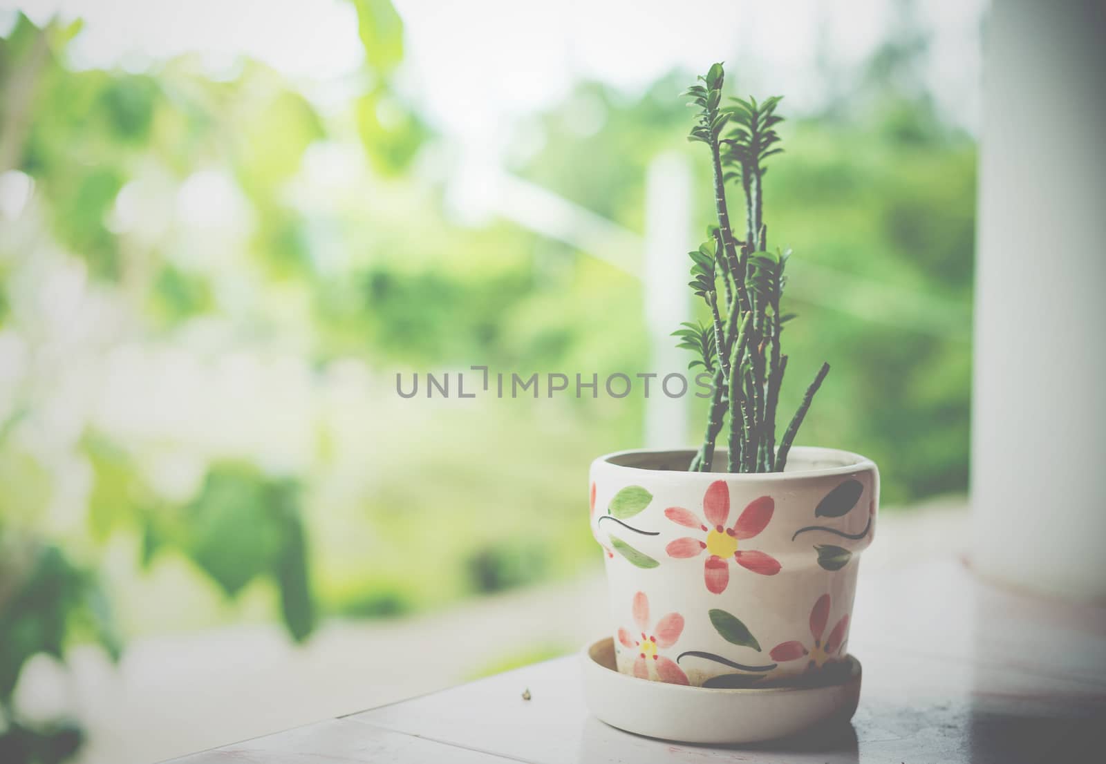 closeup of tree pot for home decorate