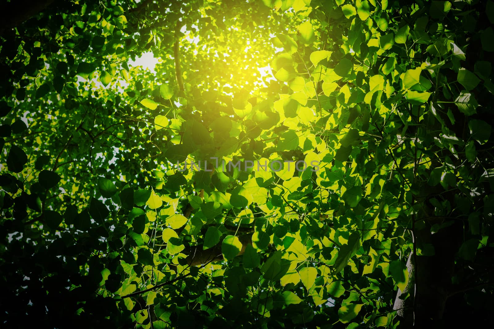 Green leaves with sunlight