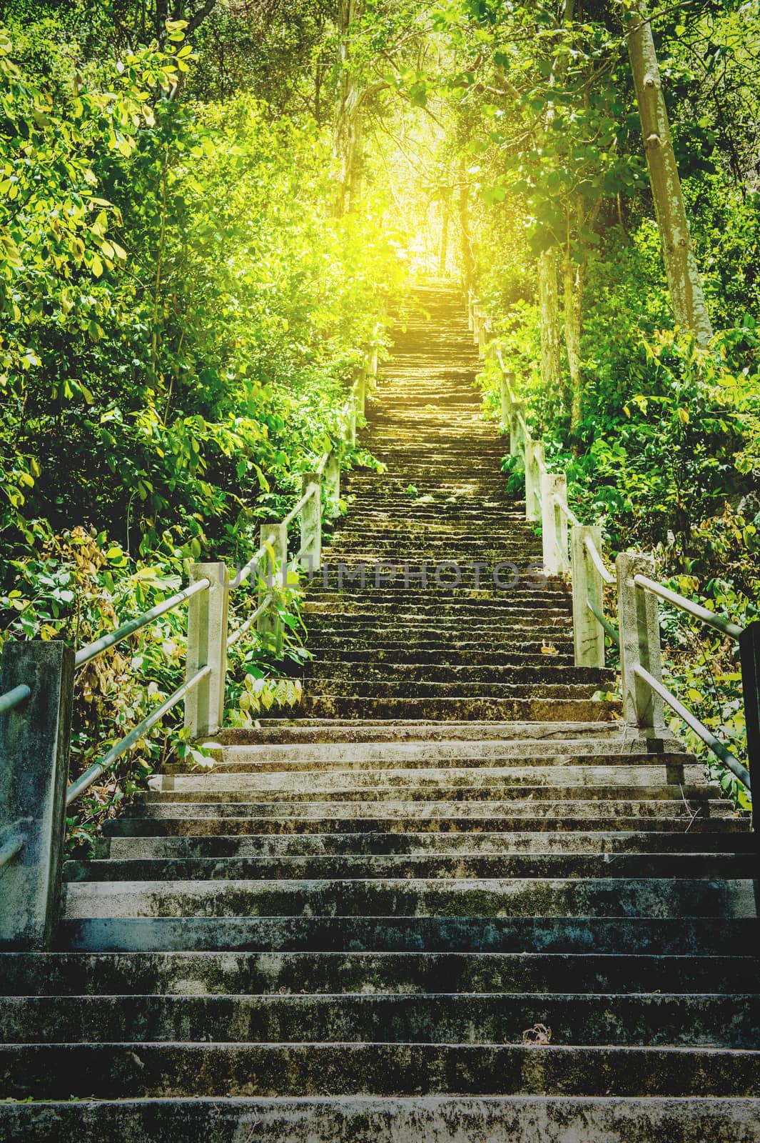 Concrete stair and tree forest