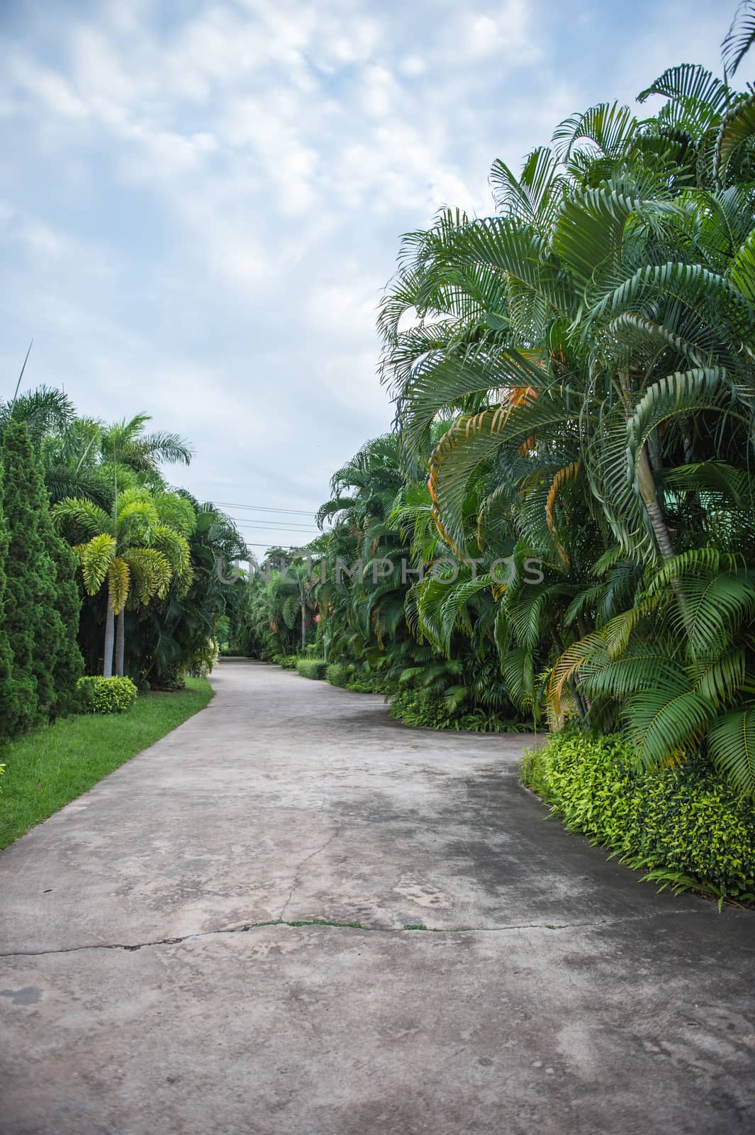 concrete walkway and green tree in the garden