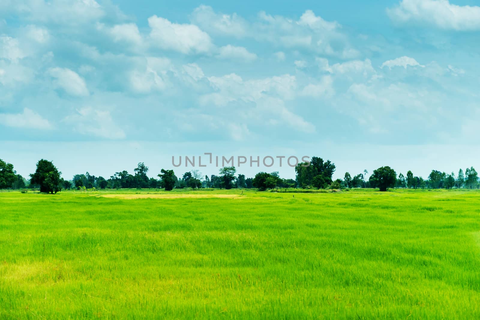 farm rice and clouds sky landscape