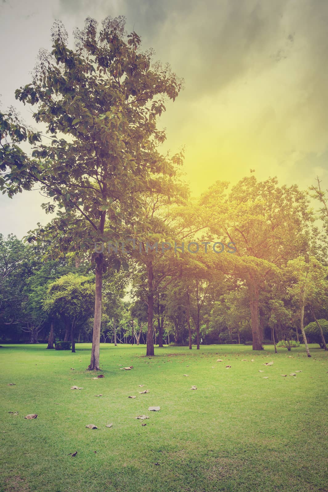 Green of Garden Landscape With Cloudy sky