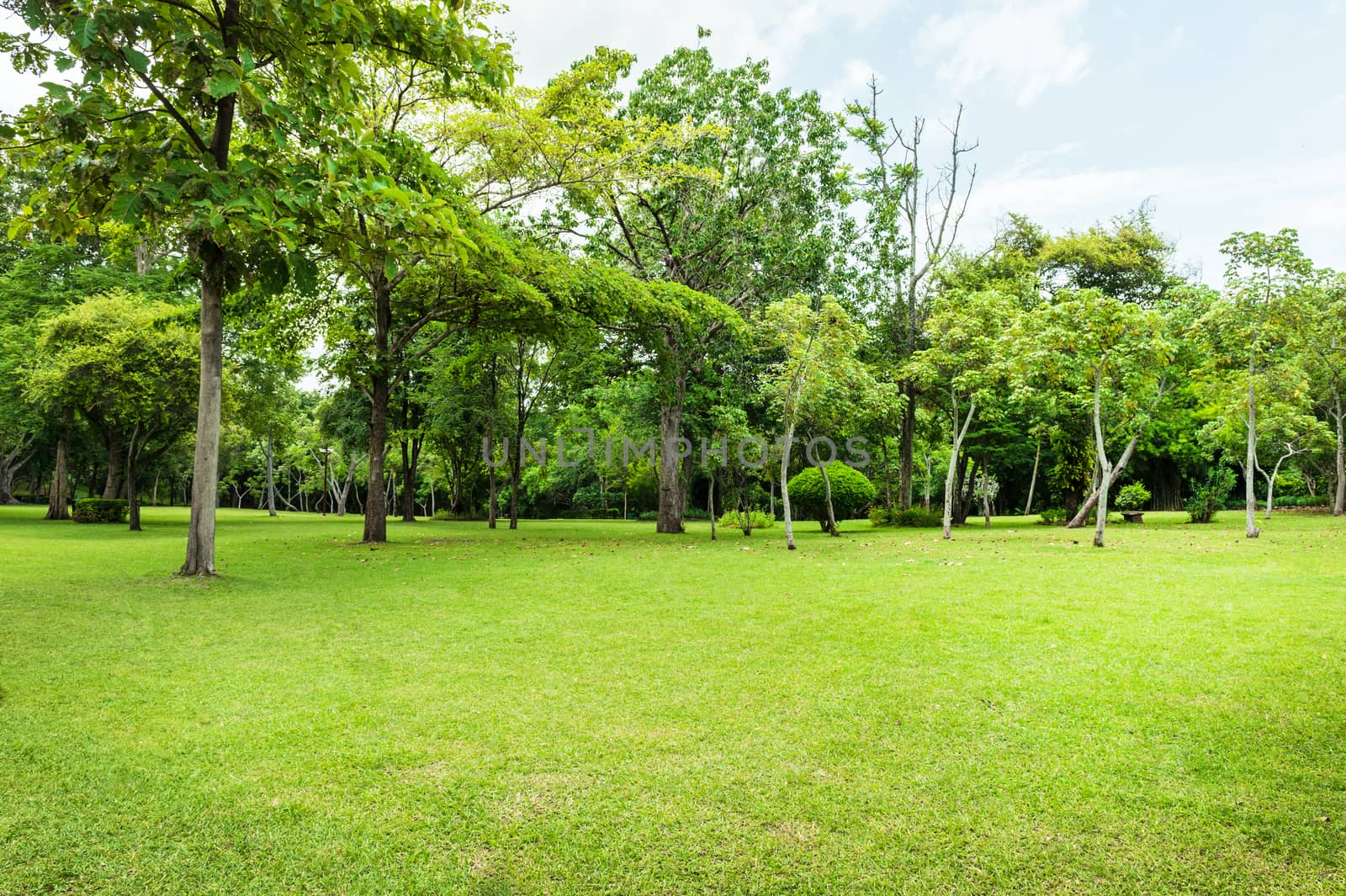 Green of Garden Landscape With Cloudy sky