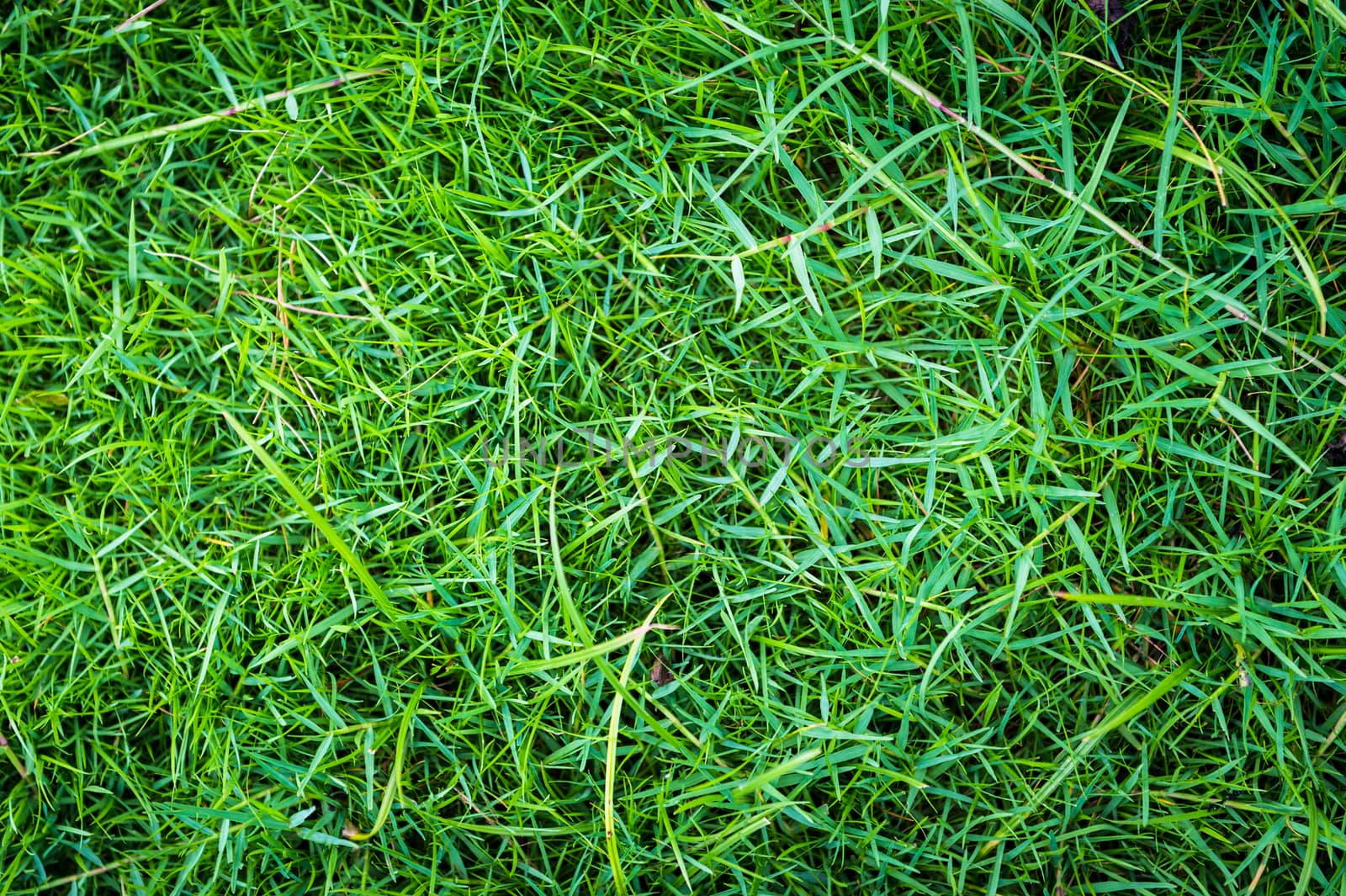 grass of natural background