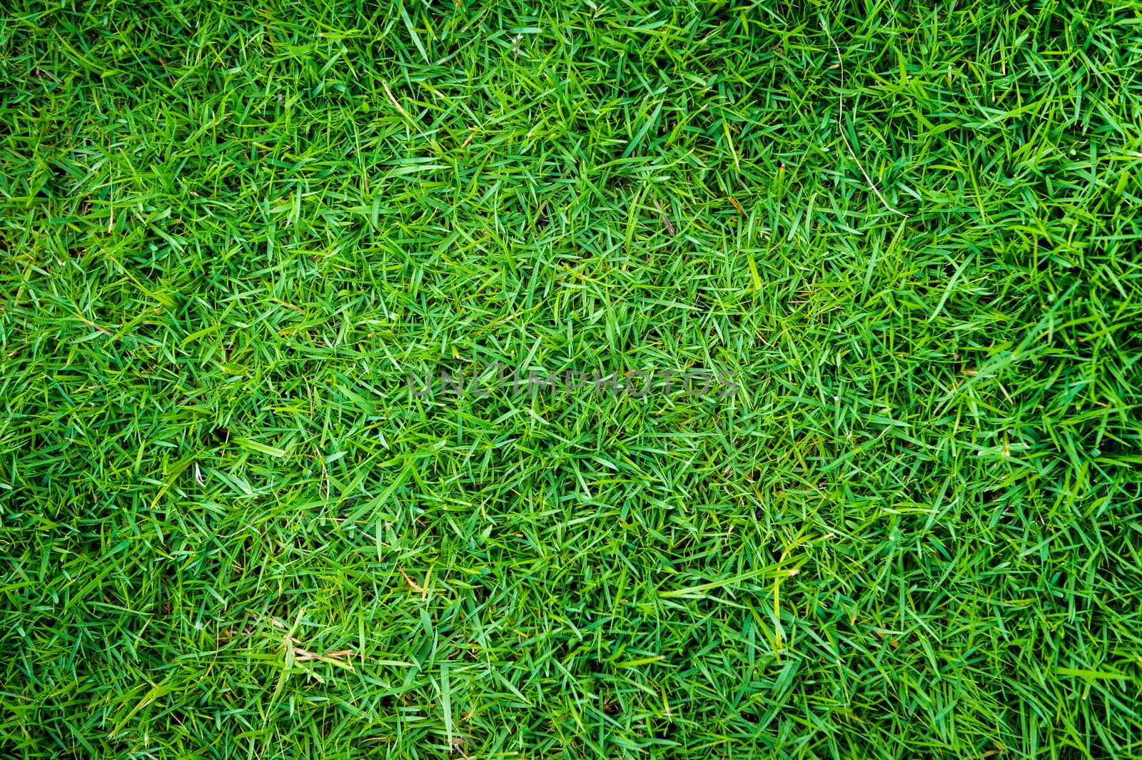 grass of natural background