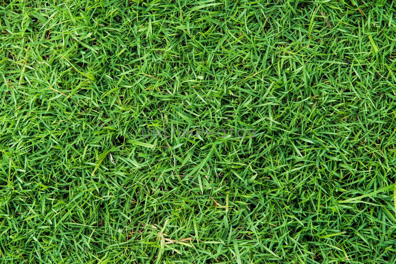 grass of natural background