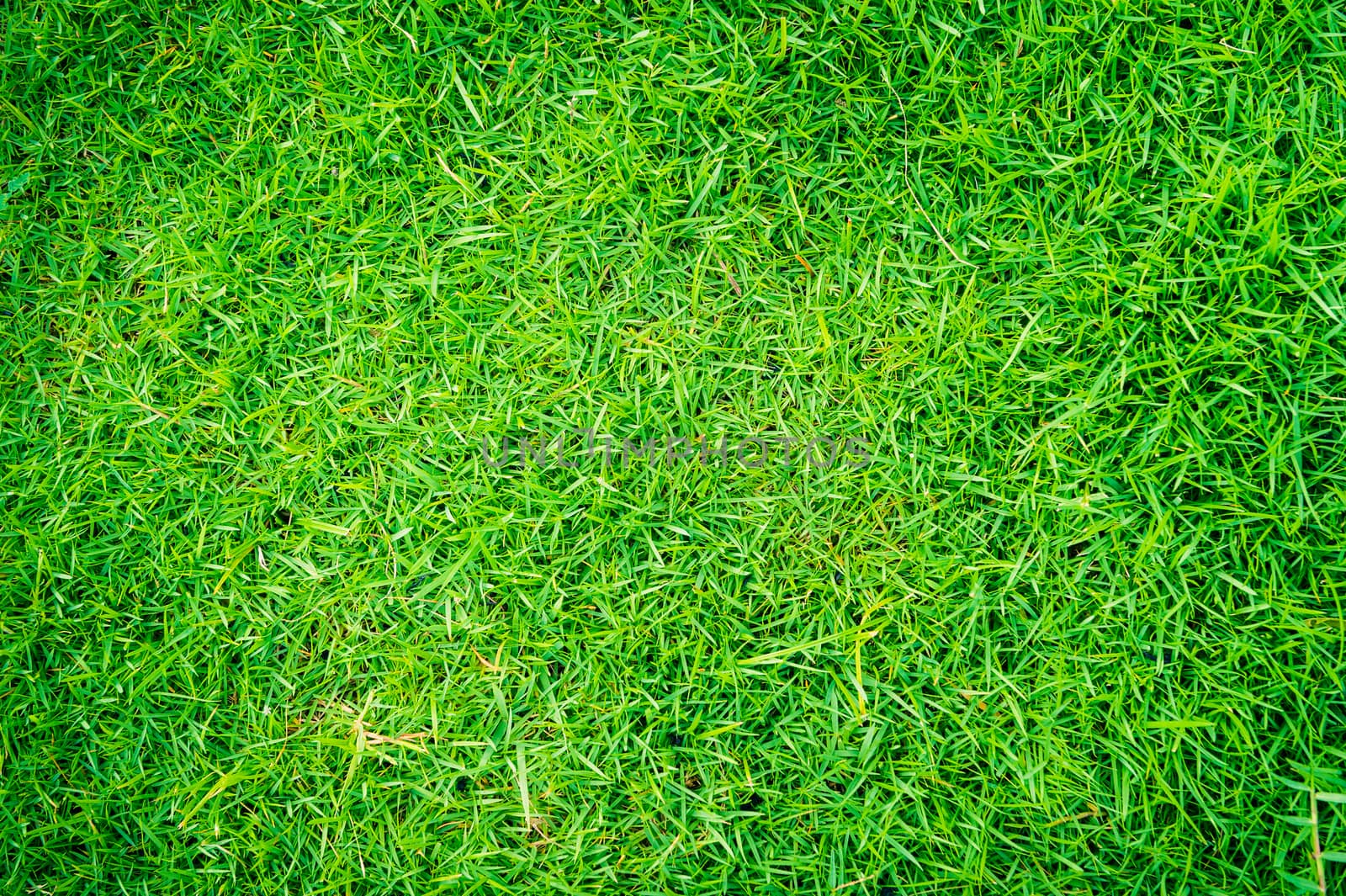 grass of natural background