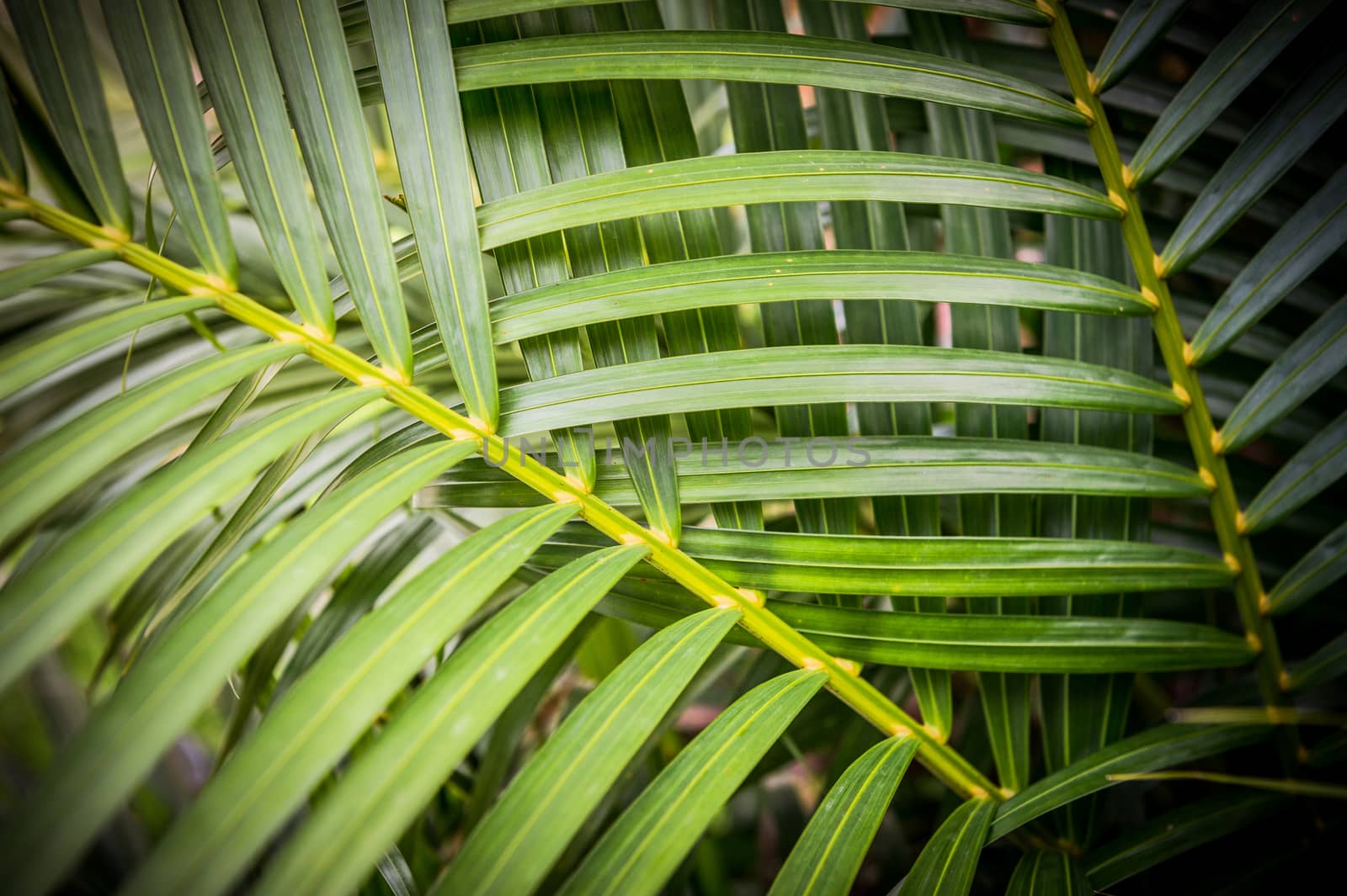 Pattern of Green Leaf Background
