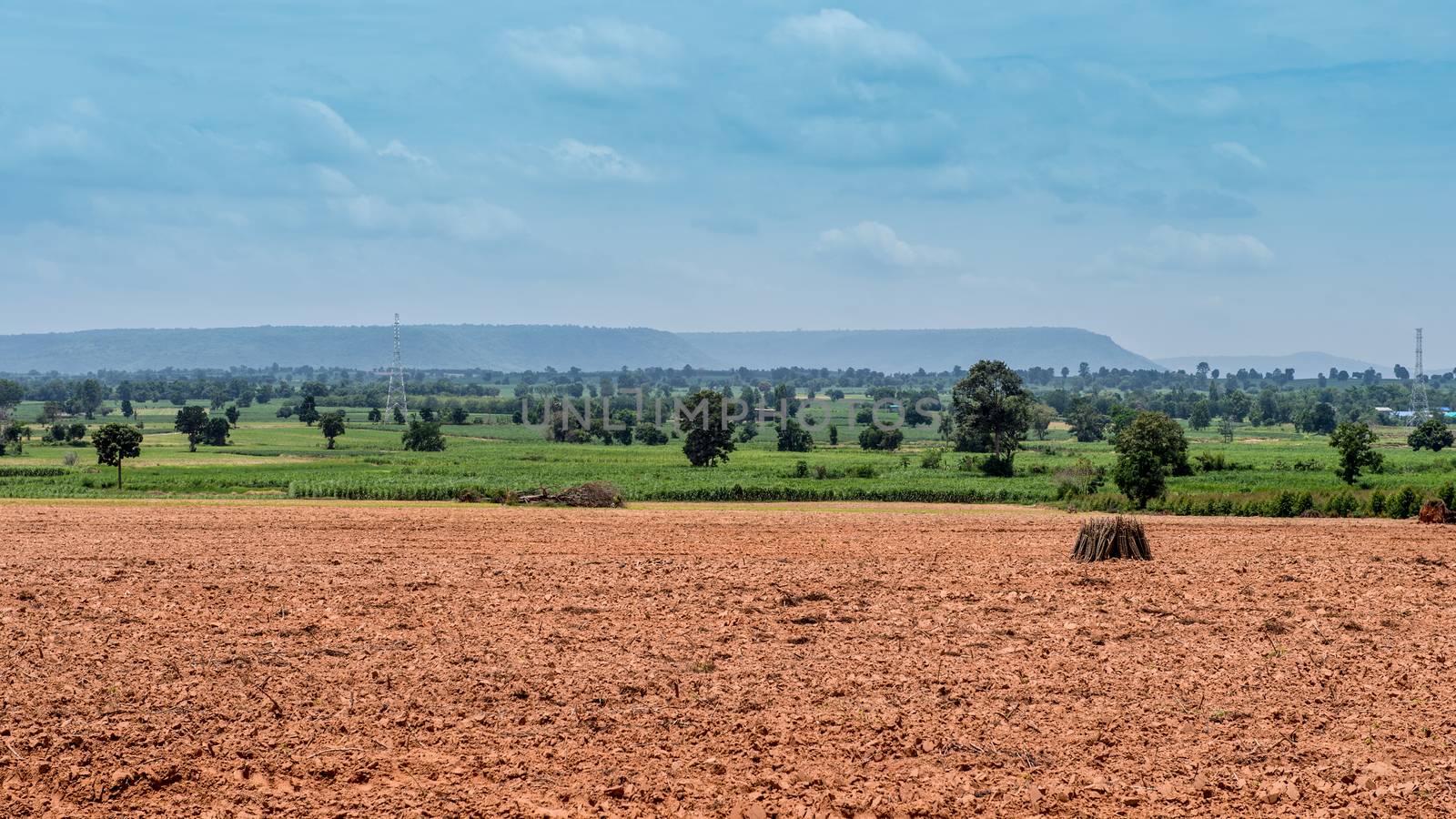 cultivation sapling of cassava and soil