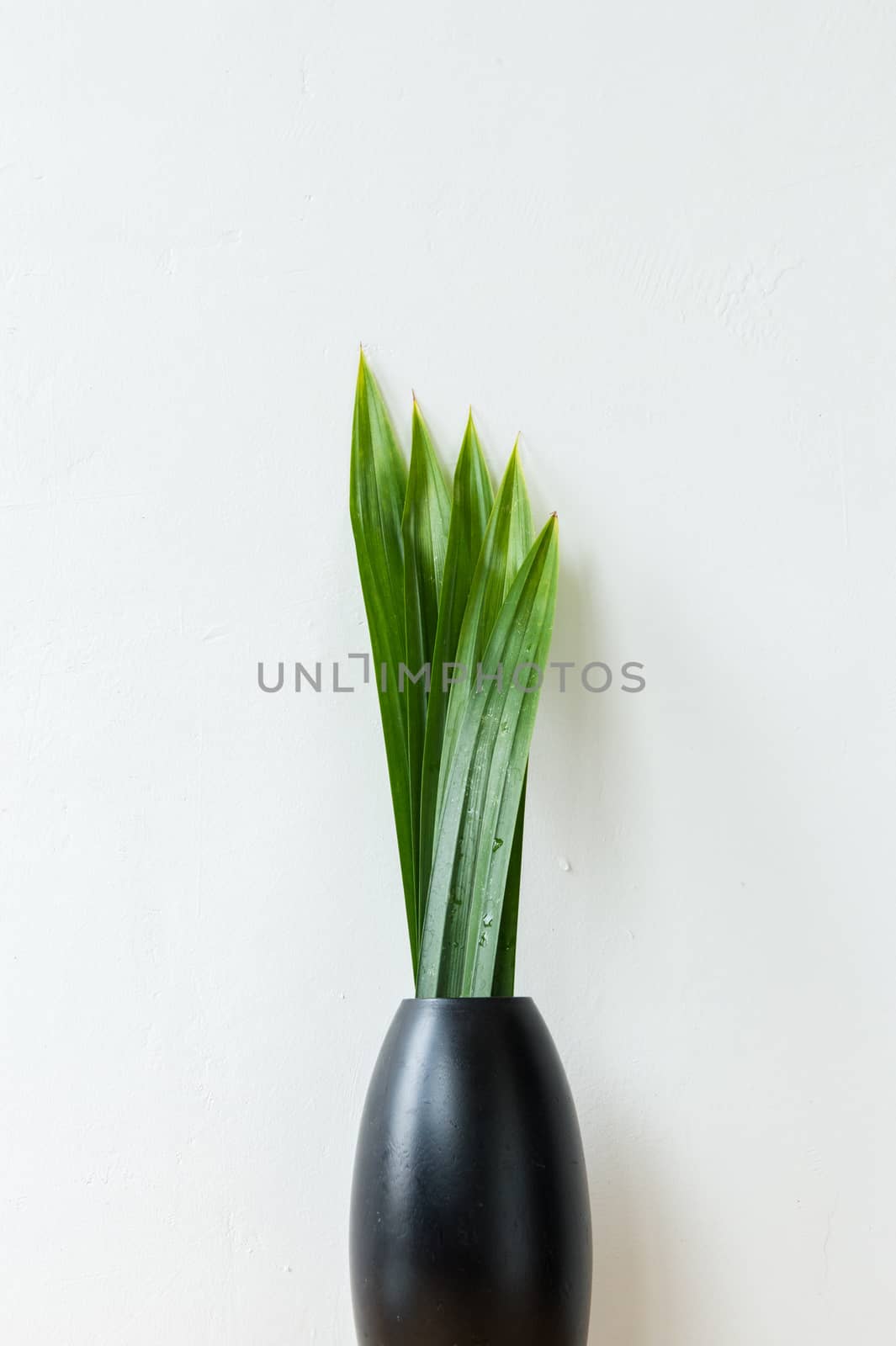 Black Vase and Green Leaf