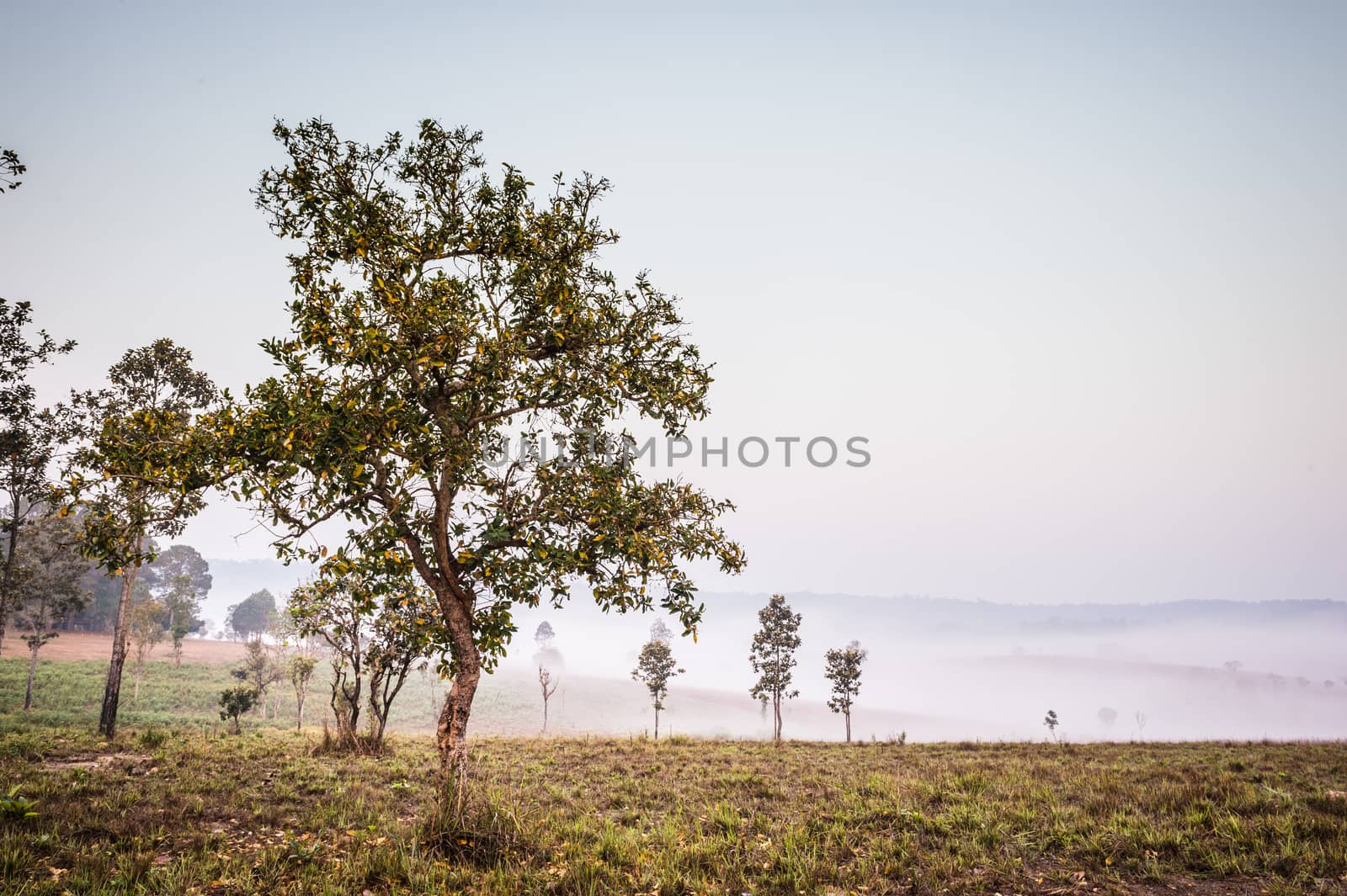 Landscape of Natural park and Foggy