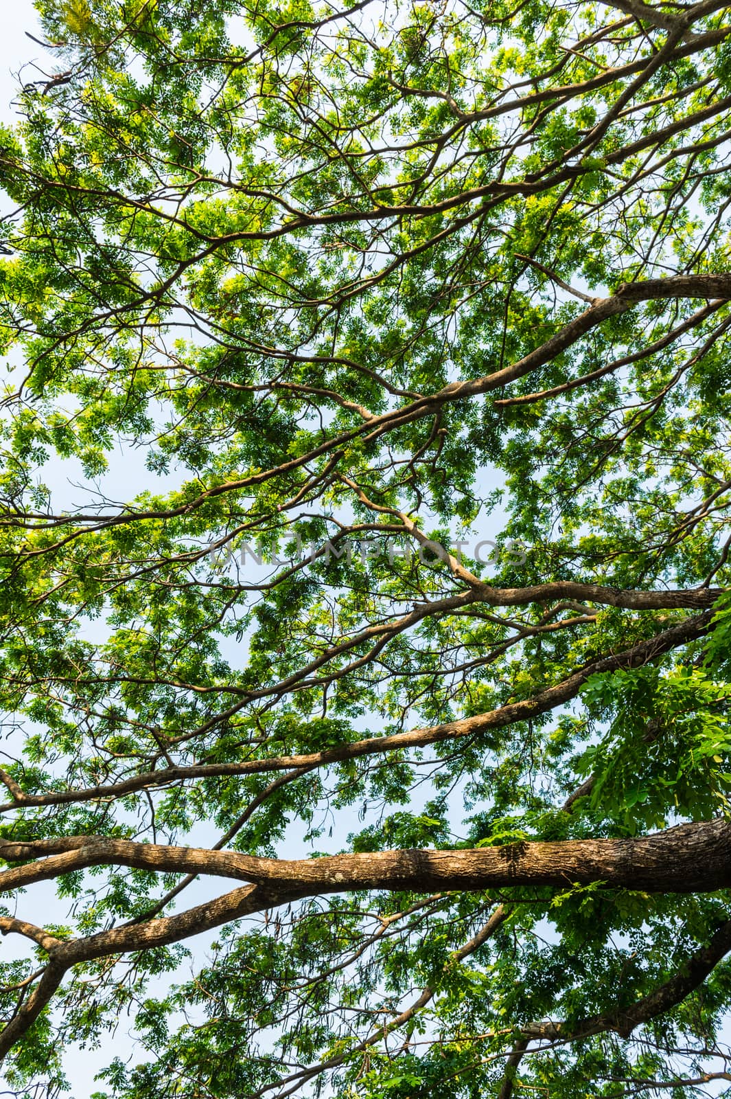 Bough of Tree Pattern Background