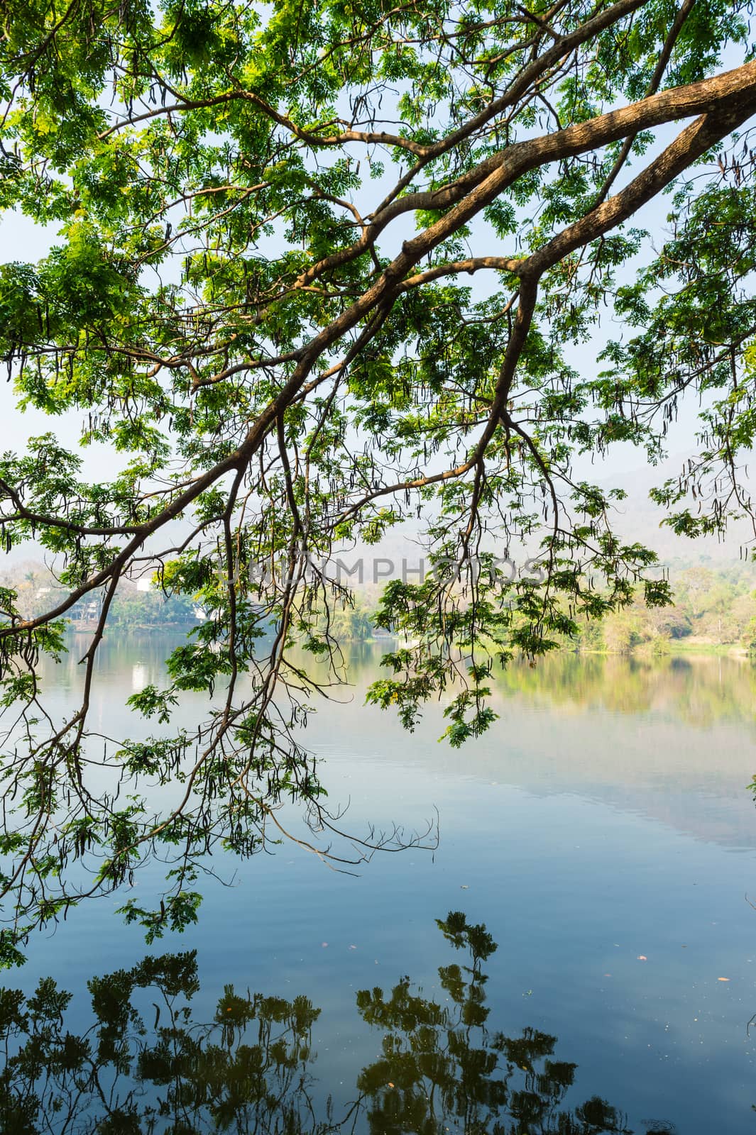 Bough of Tree and Refraction Pattern Background