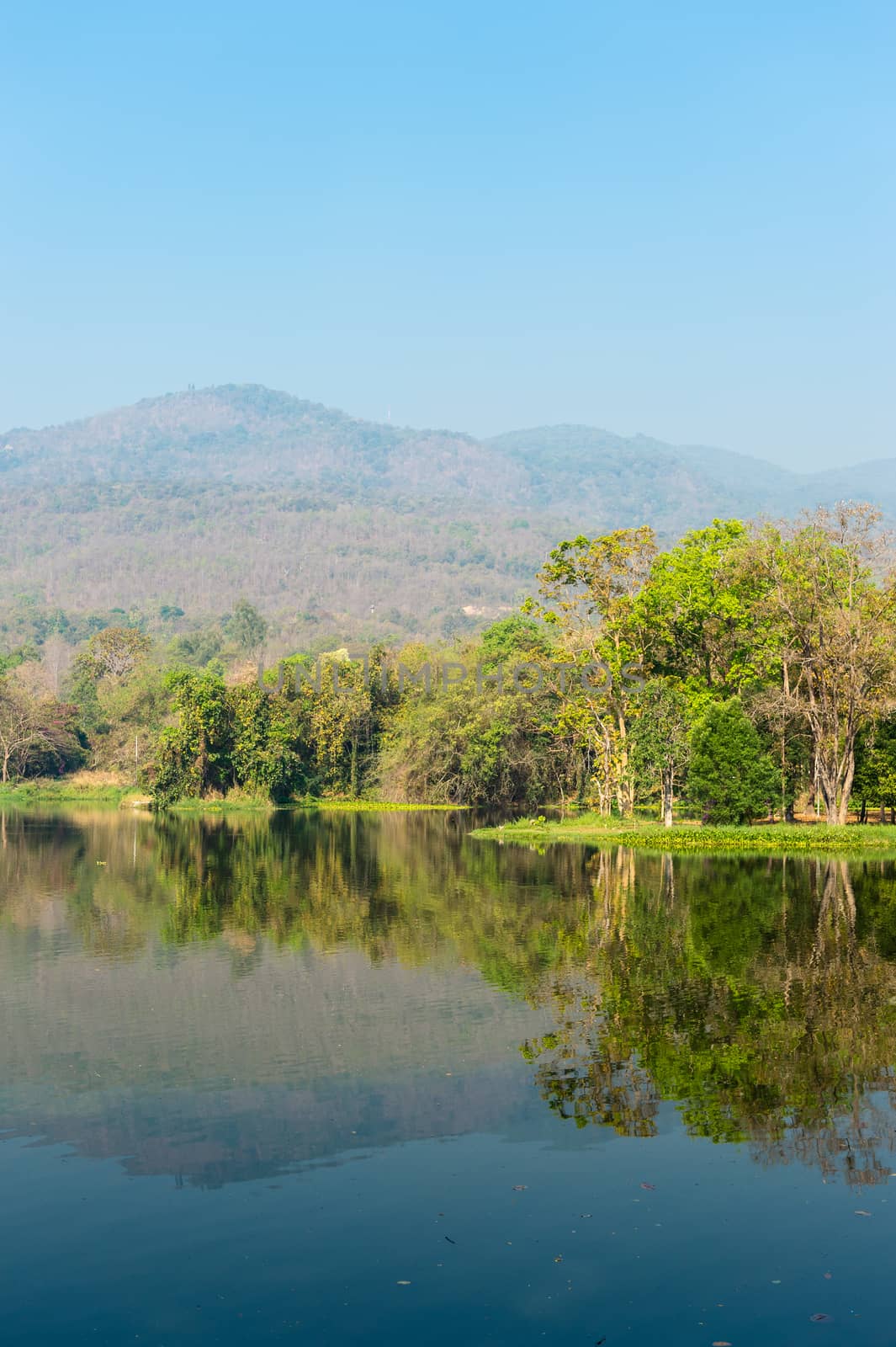 Pond and Tree Forest Landscape