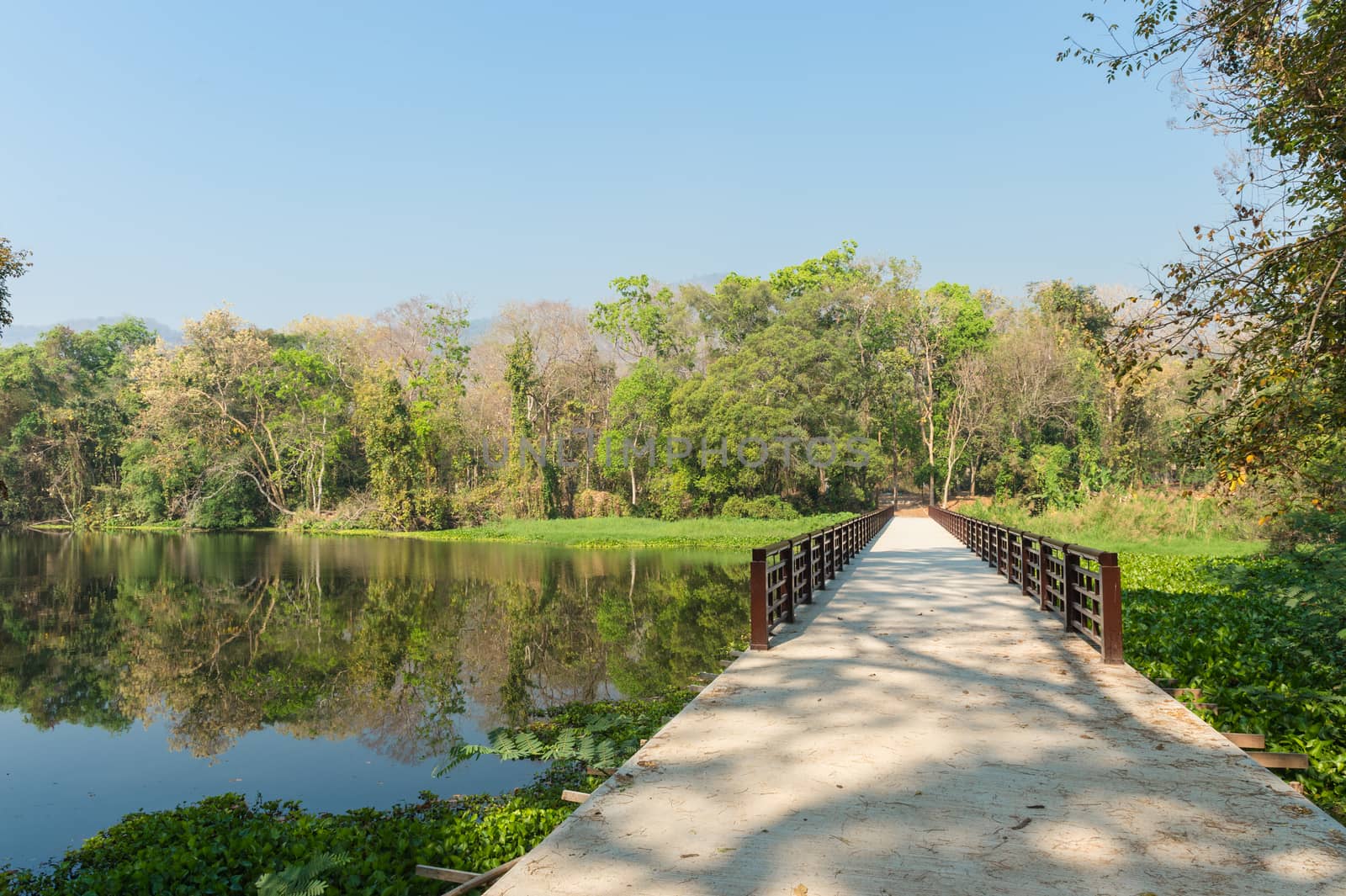 Concrete Bridge and Pond in Forest Landscape