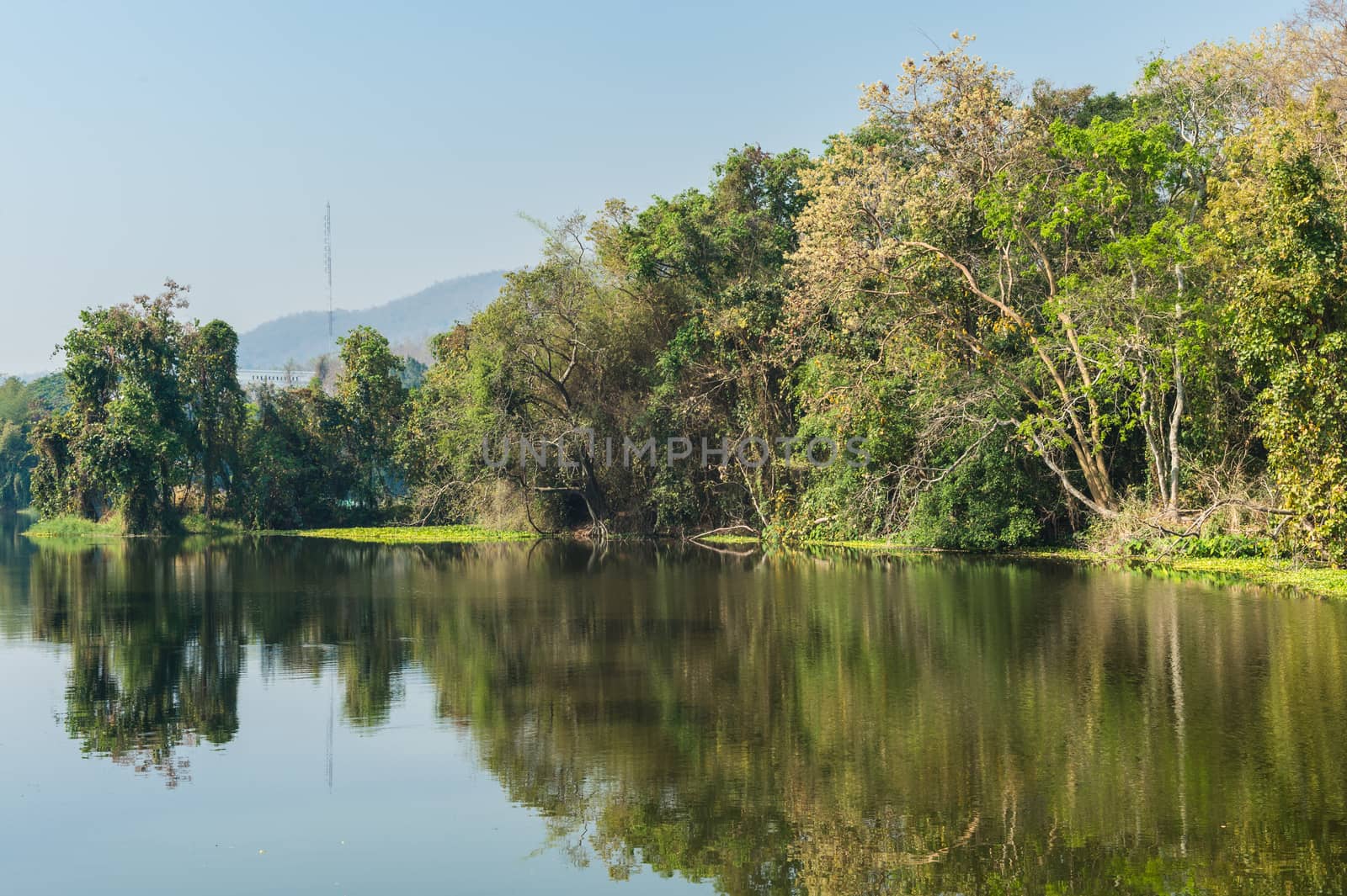 Pond and Tree Forest Landscape