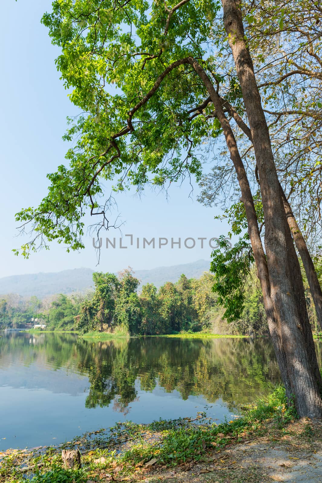 Pond and Tree Forest Landscape