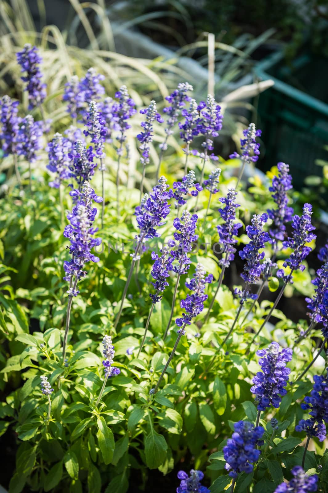 Blue Salvia Flower Closeup