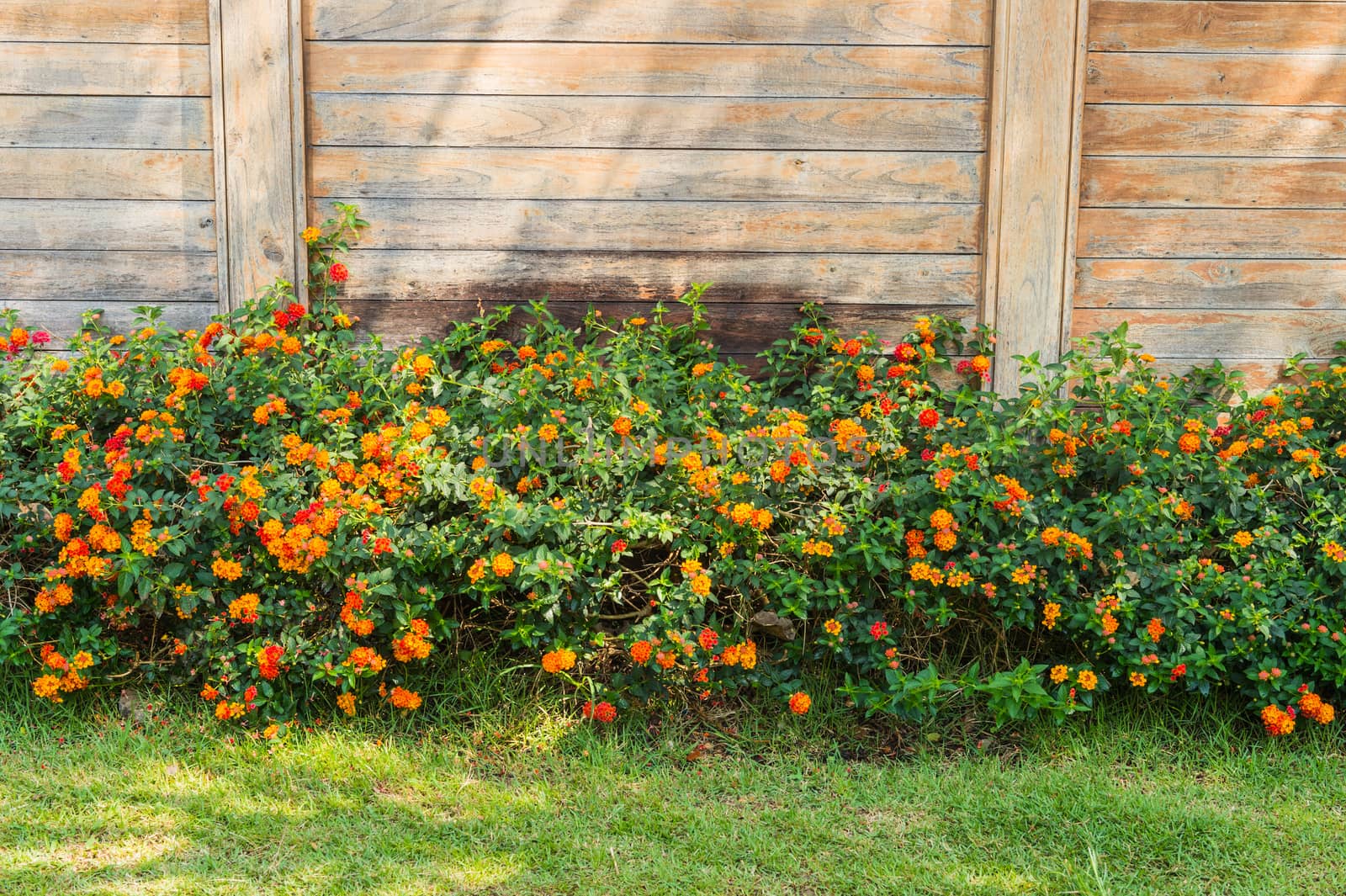 Hedge of Flower Plant and Wood Background
