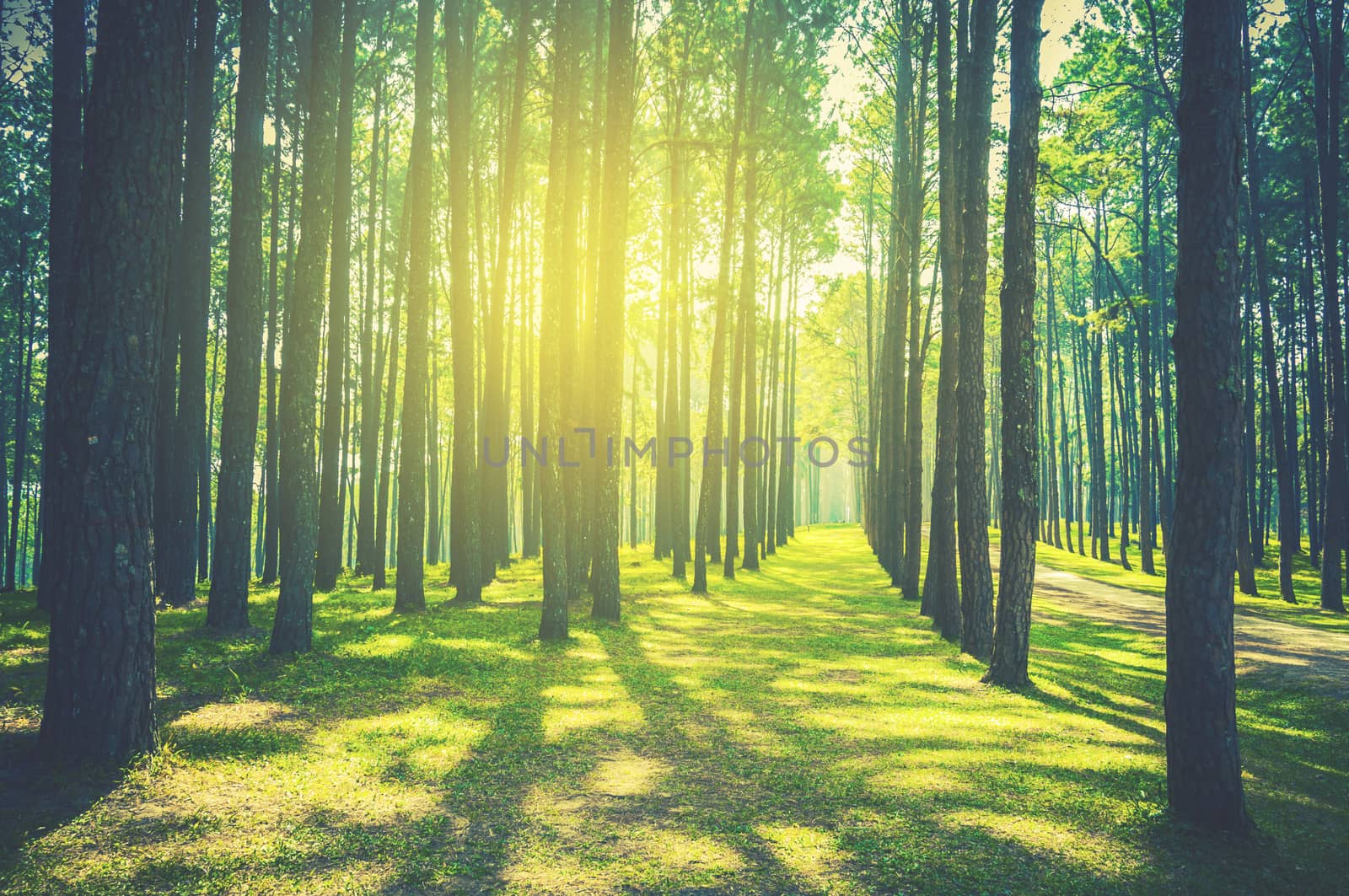 pine tree forest landscape