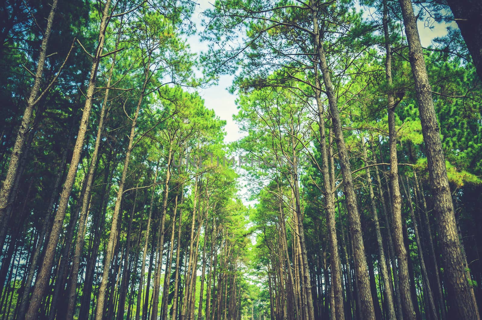 pine tree forest landscape