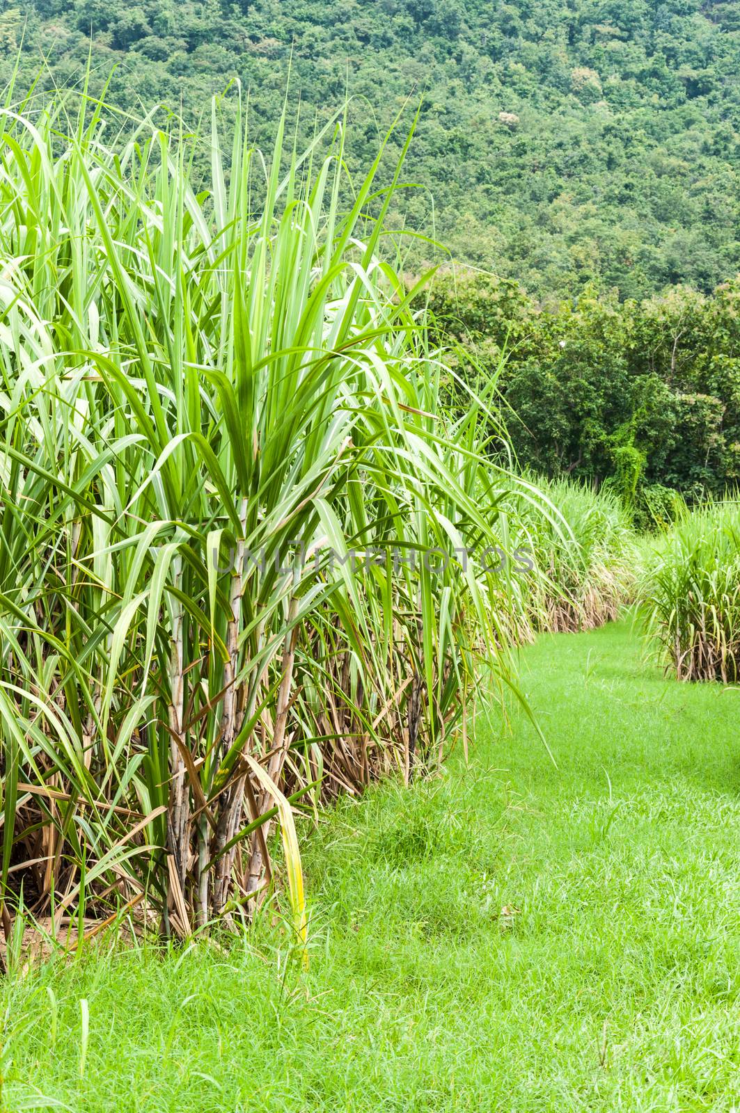 Sugarcane Farm Landscape