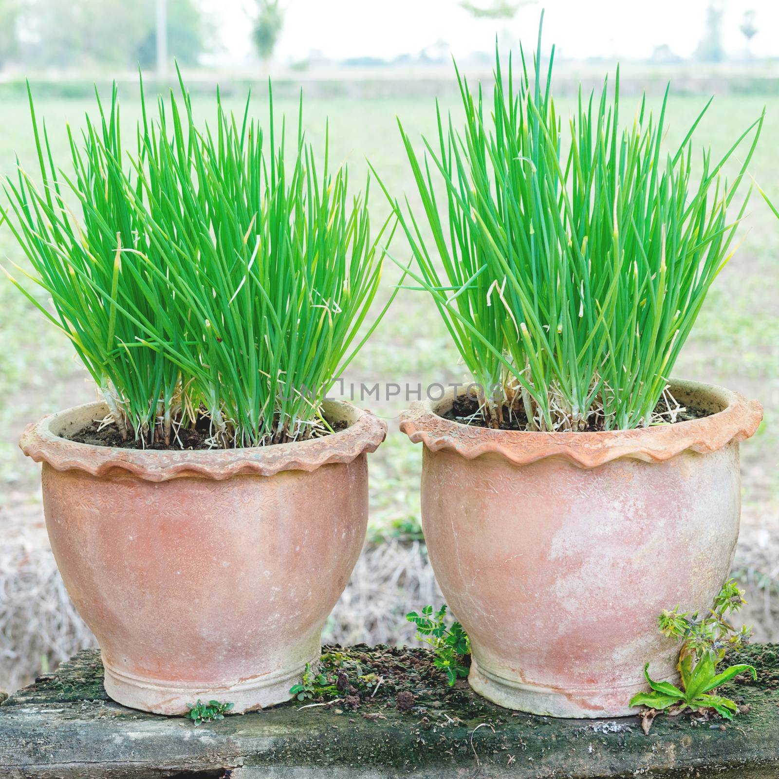 Onion Plant in Potted