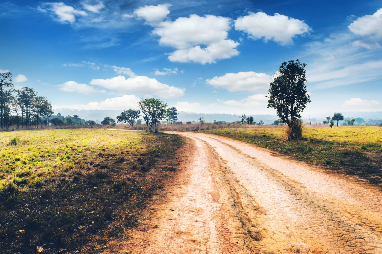 Soil Road and Tree Landscape