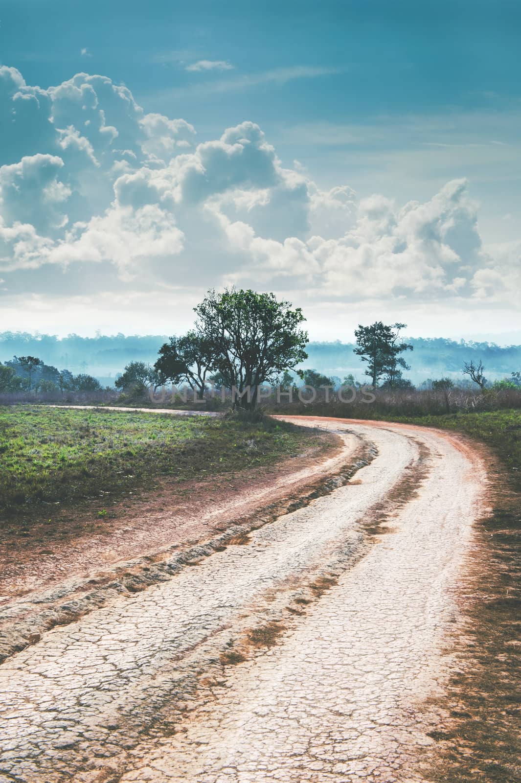 Soil Road and Tree Landscape