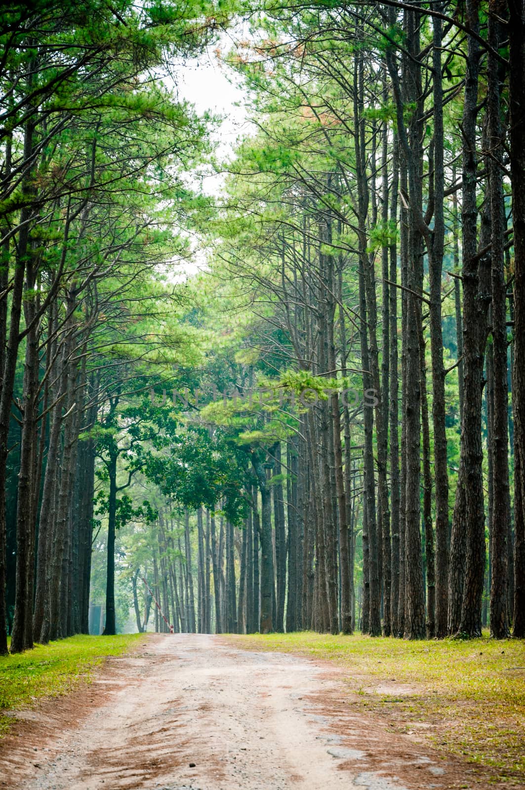 path and pine tree forest landscape