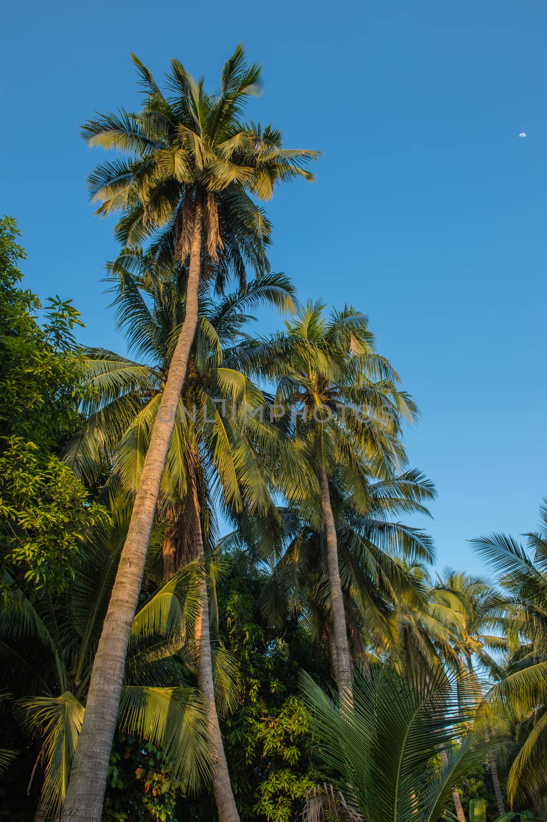 coconut tree and blue sky