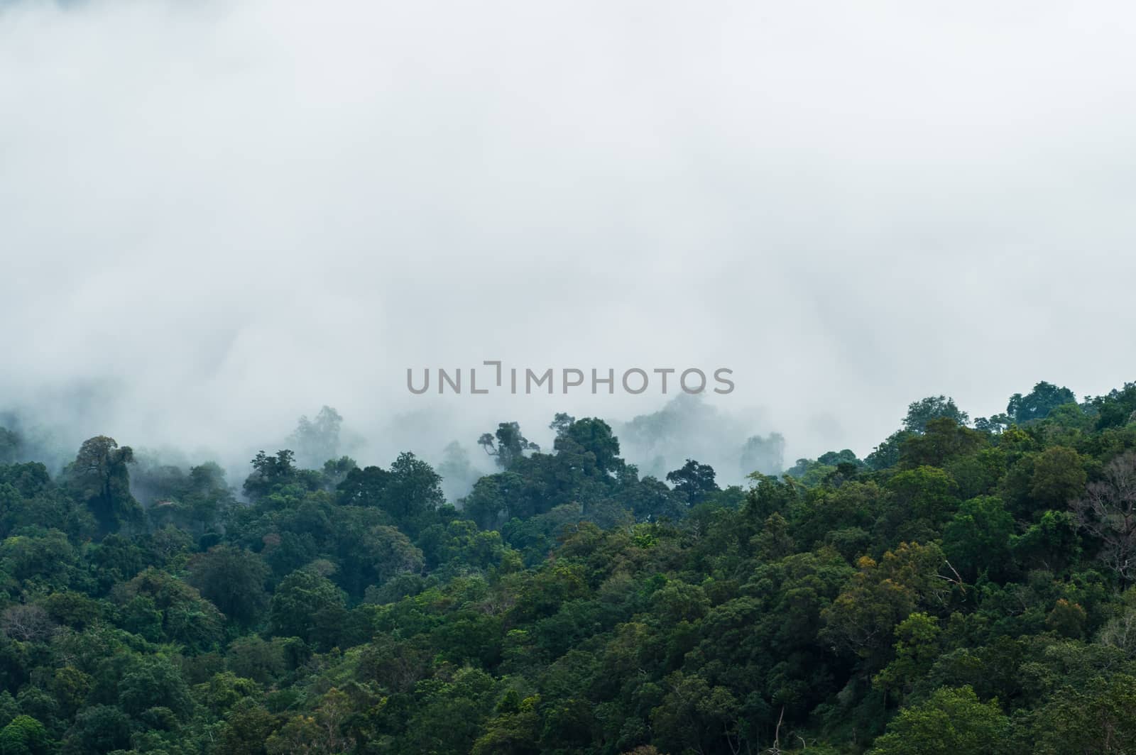 fog on tree forest closeup