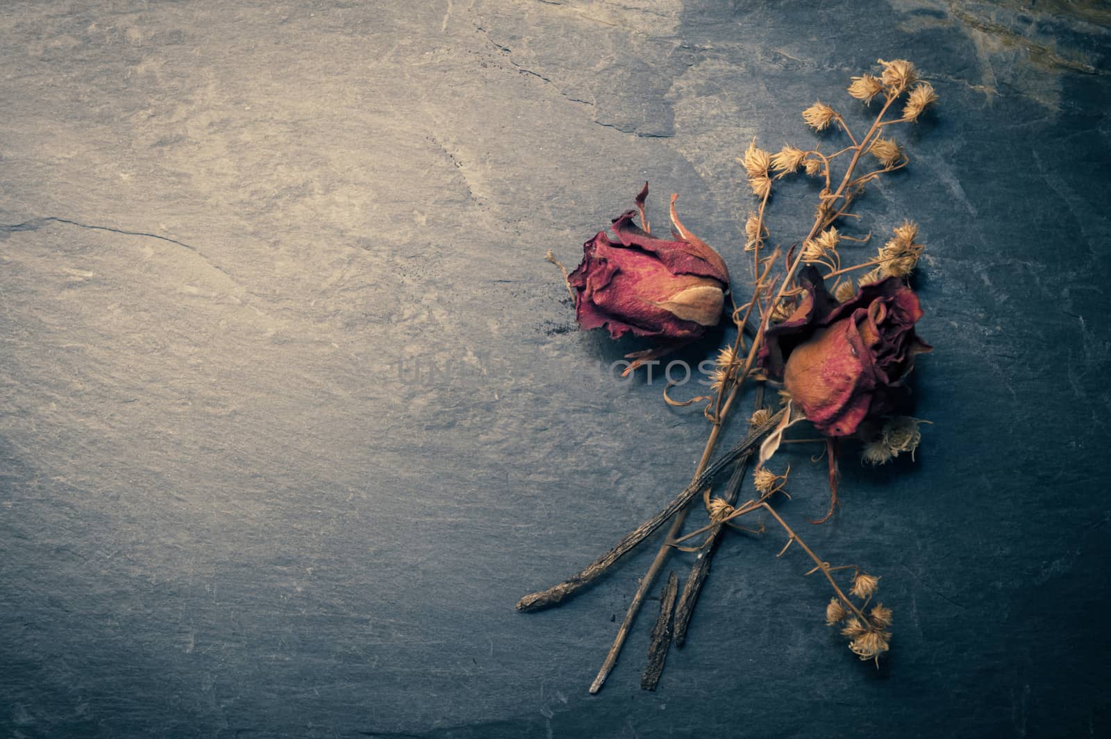 Closeup of Dry Rose Flower on Stone, Memory Love Conception