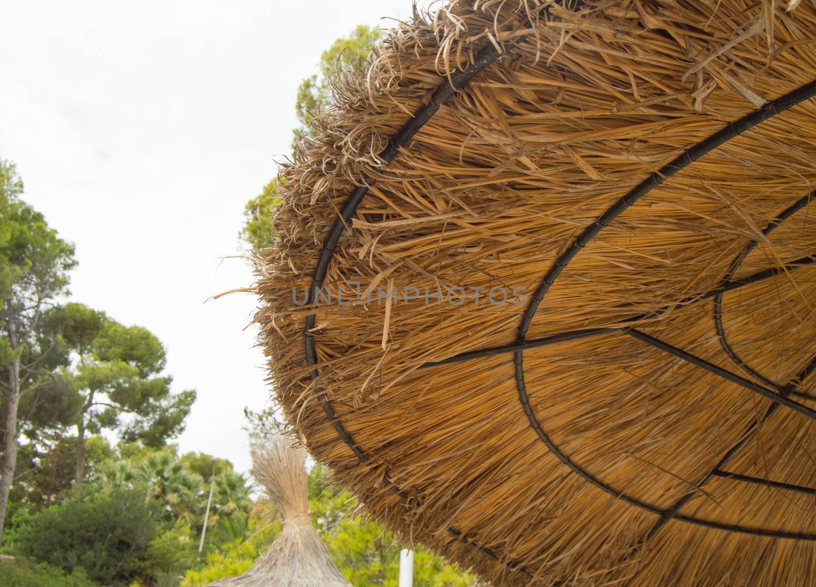 Straw umbrellas on the beach in Palma de Mallorca, Close-up against trees by claire_lucia